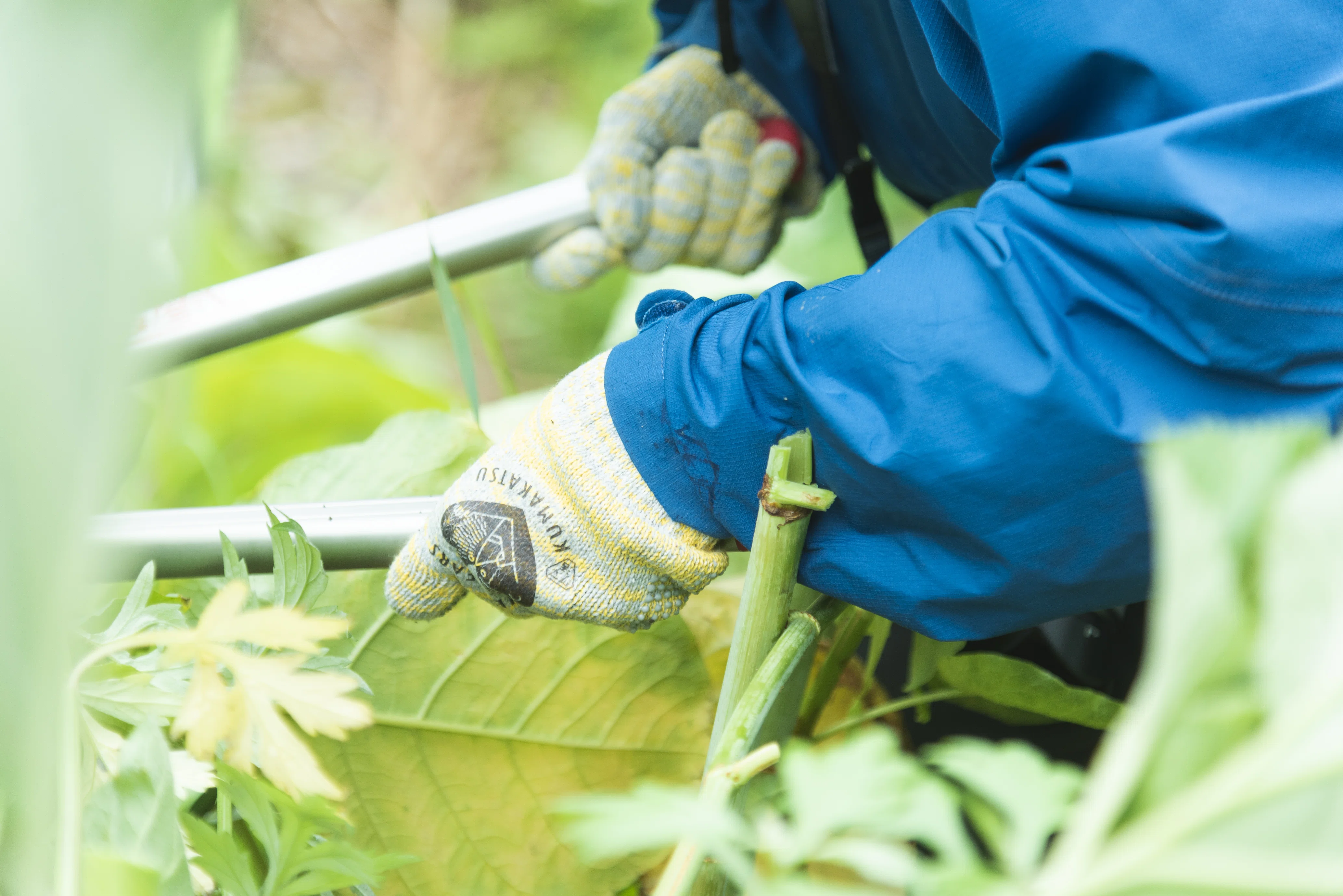 参加者募集】クマ活で草刈り！🌿 2026年5月26日(火) ・ 6月6日(土