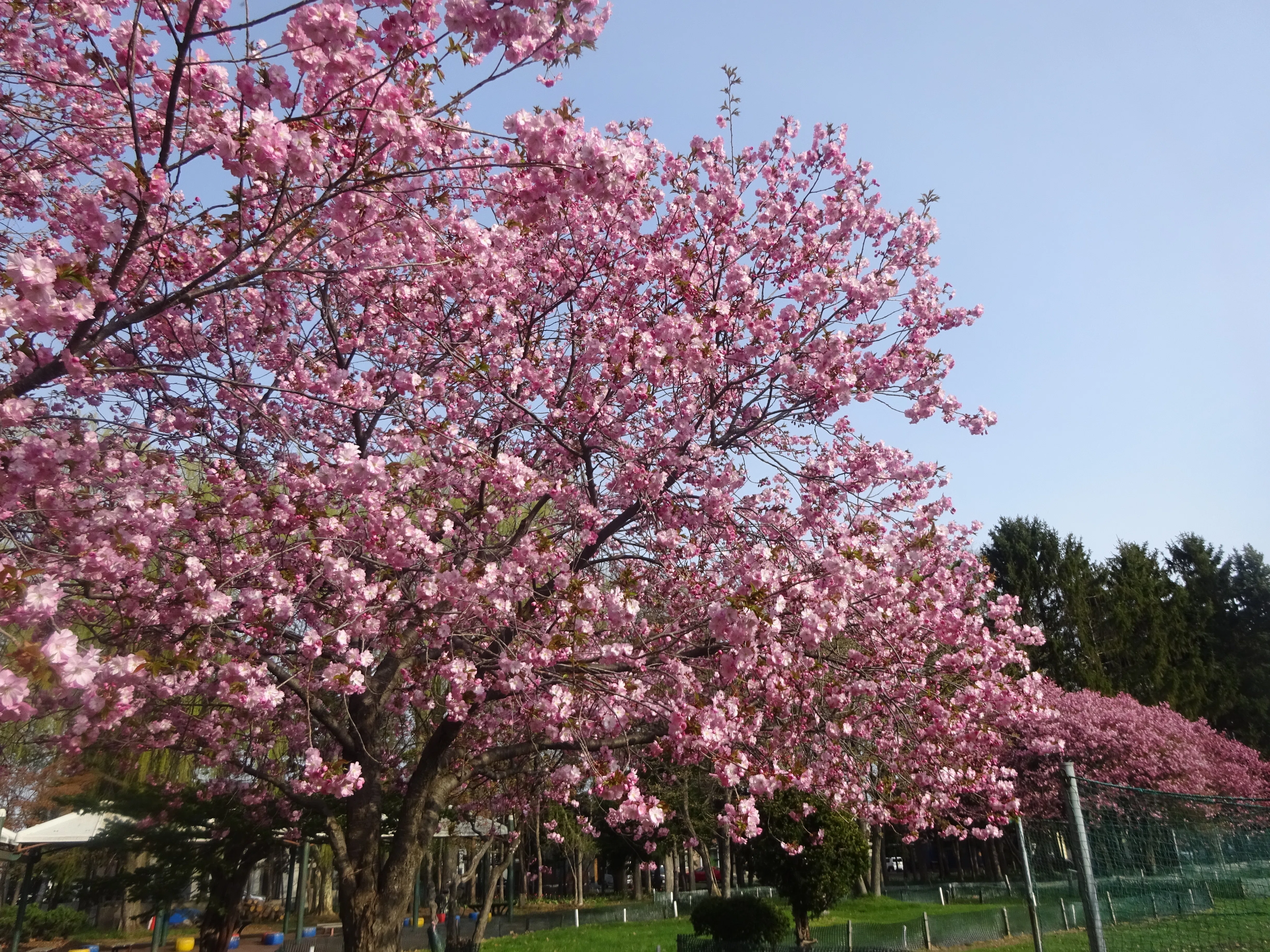 北海道さっぽろ観光案内所:桜だより 札幌市手稲区編②🌸(2026.4.27