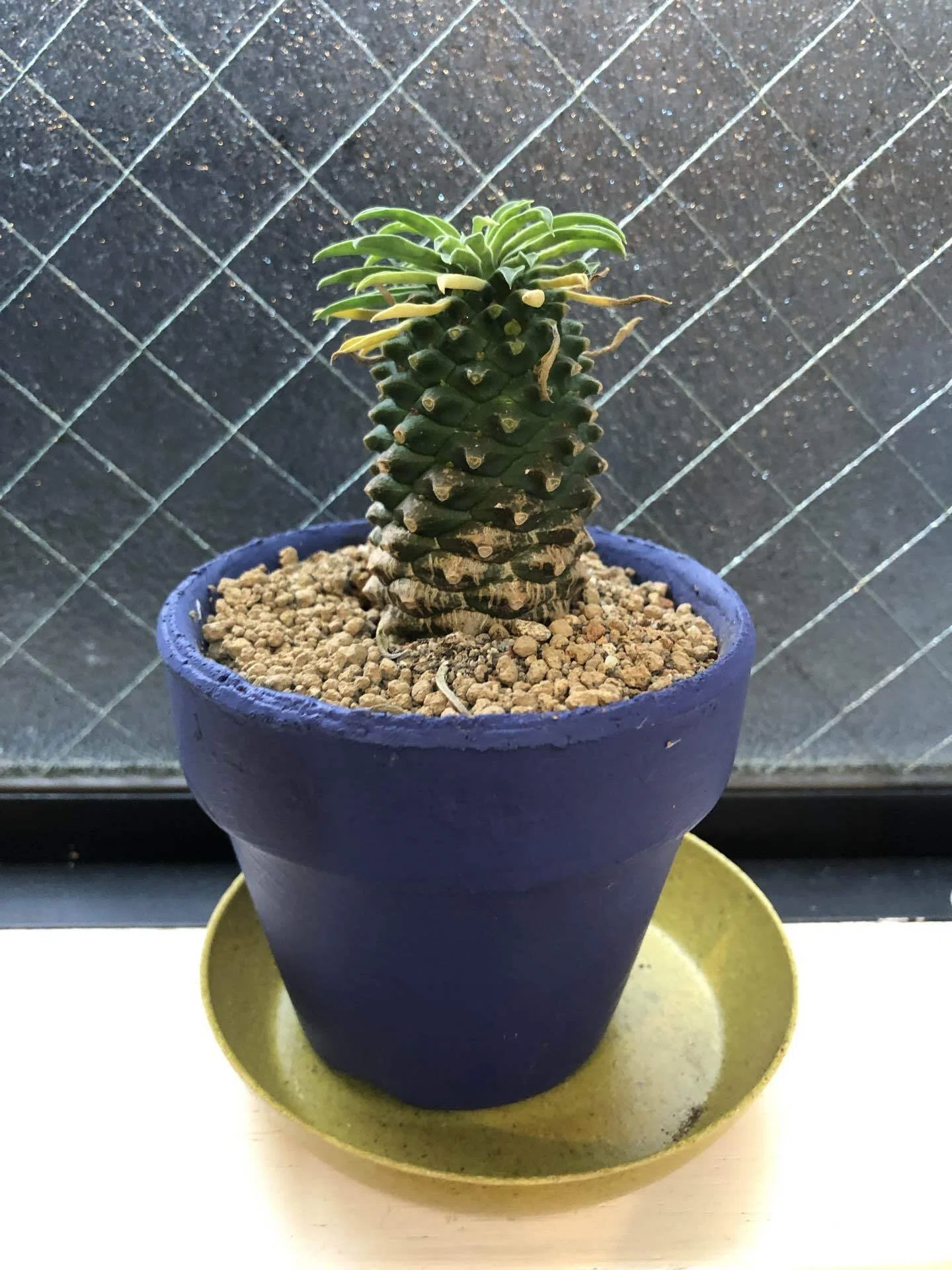 まさか自分がこんなに沼ルなんて…。(後編)｜cova 塊根植物に沼った美容