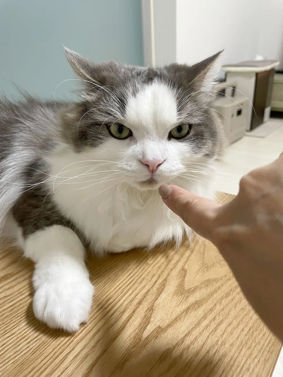 イカ耳な猫｜みちゅねこ