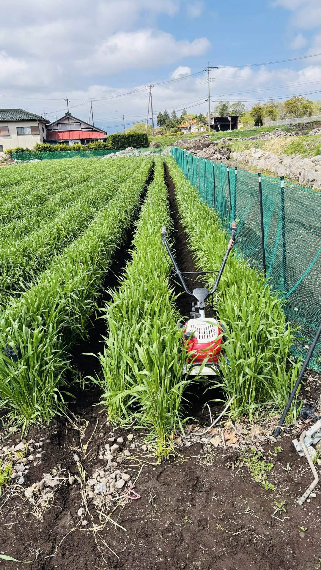 小麦畑の呼吸を整える朝。管理機「こまめ」と歩いた春の畝間|ひだまりファーム