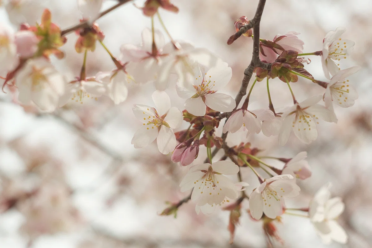 FUJIFILM X-T5 ＊ Helios44-2 58mmF2 でさくらを撮る｜すきなものは