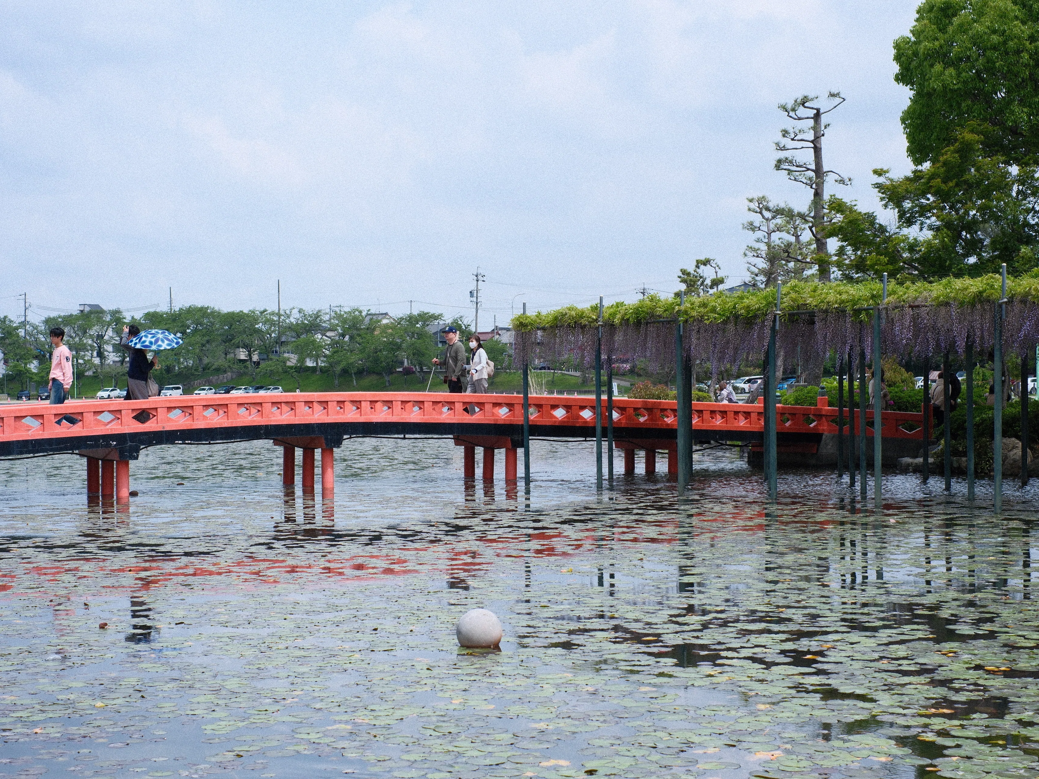 津島・天王川公園の藤を見に行ってきた｜るり