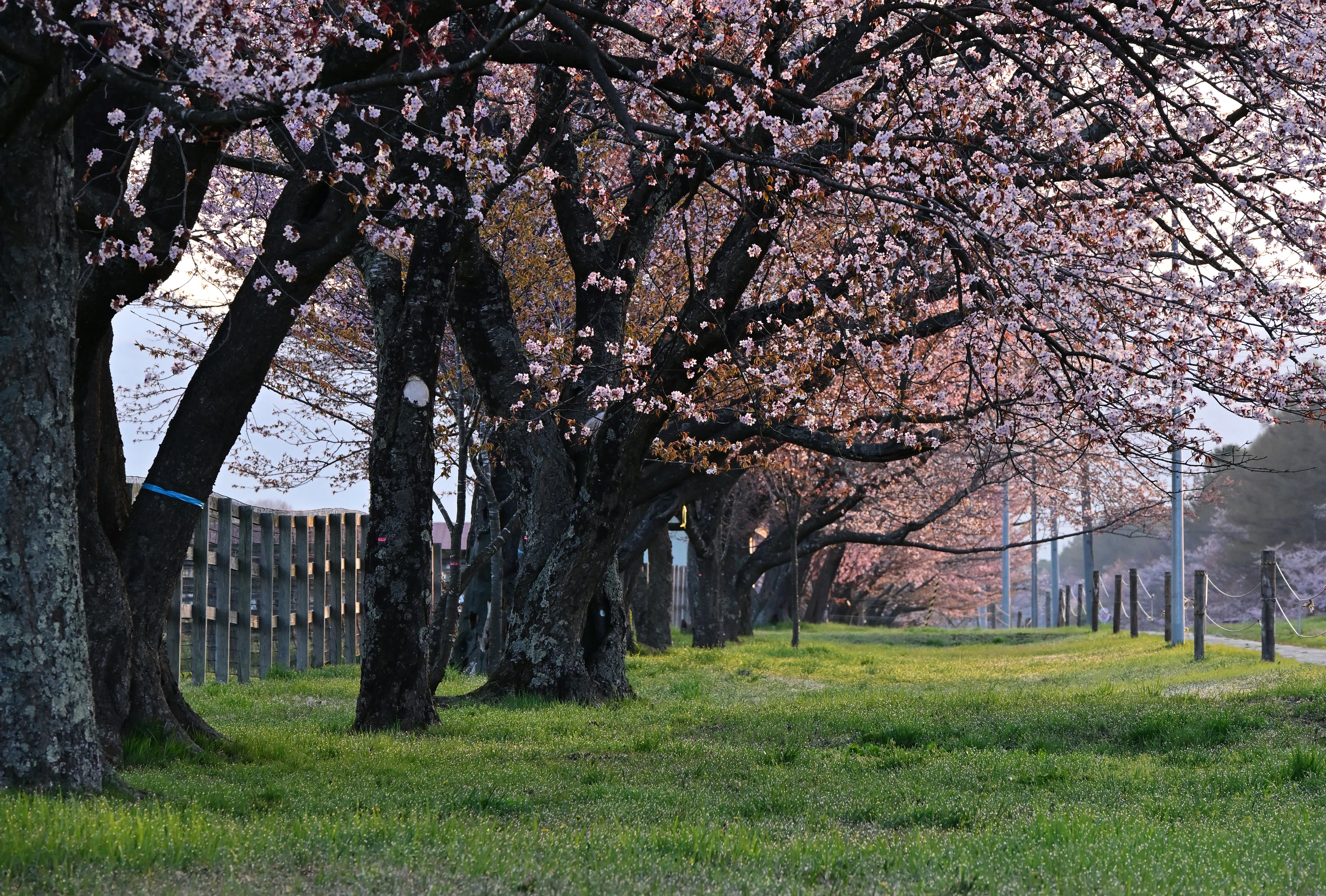 Photographing Spring Flowers with the Z5II #6 (Shizunai Nijukken