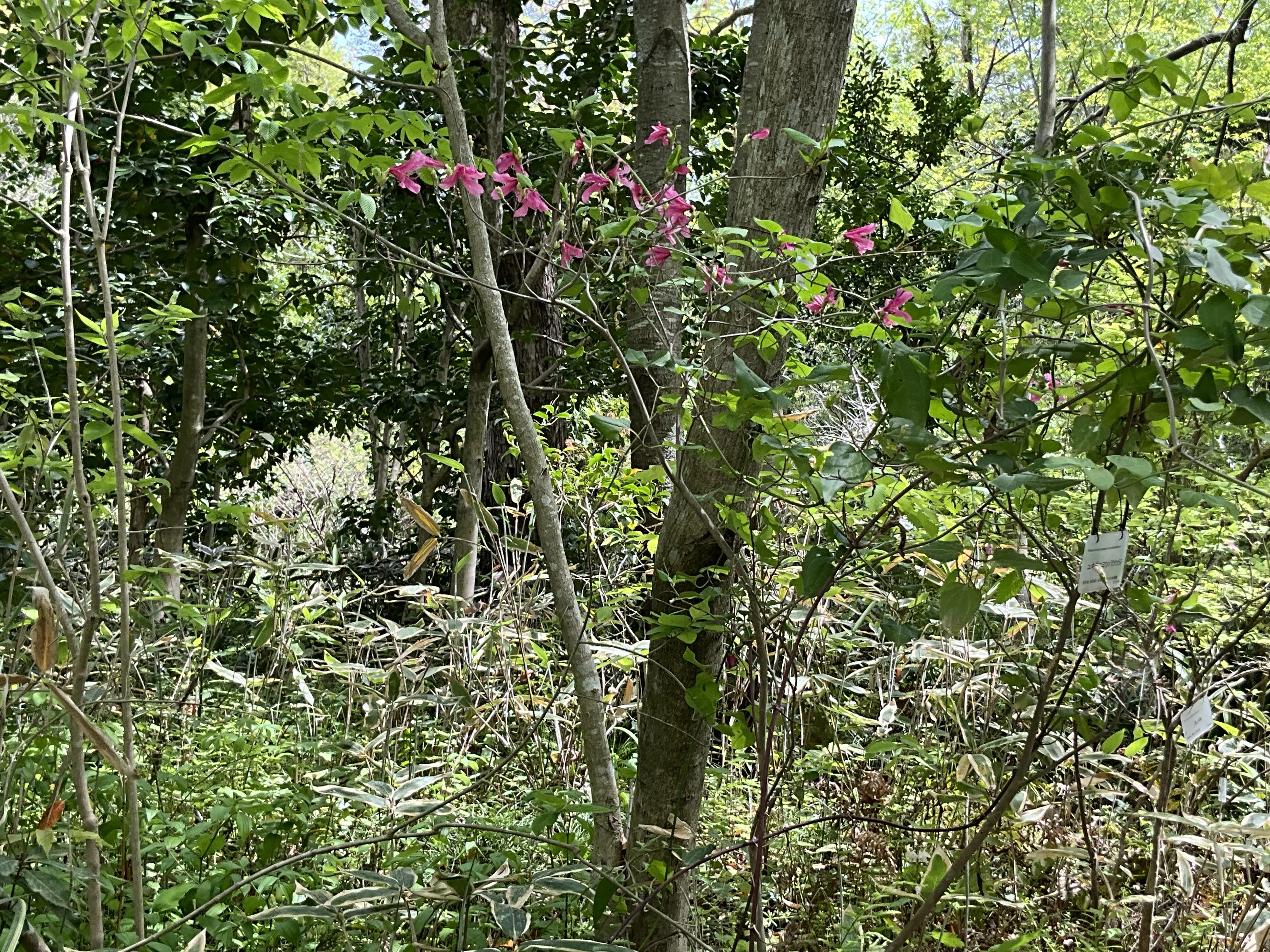 ユキグニミツバツツジ（京都府立植物園）：2026年4月27日（月）｜藤井
