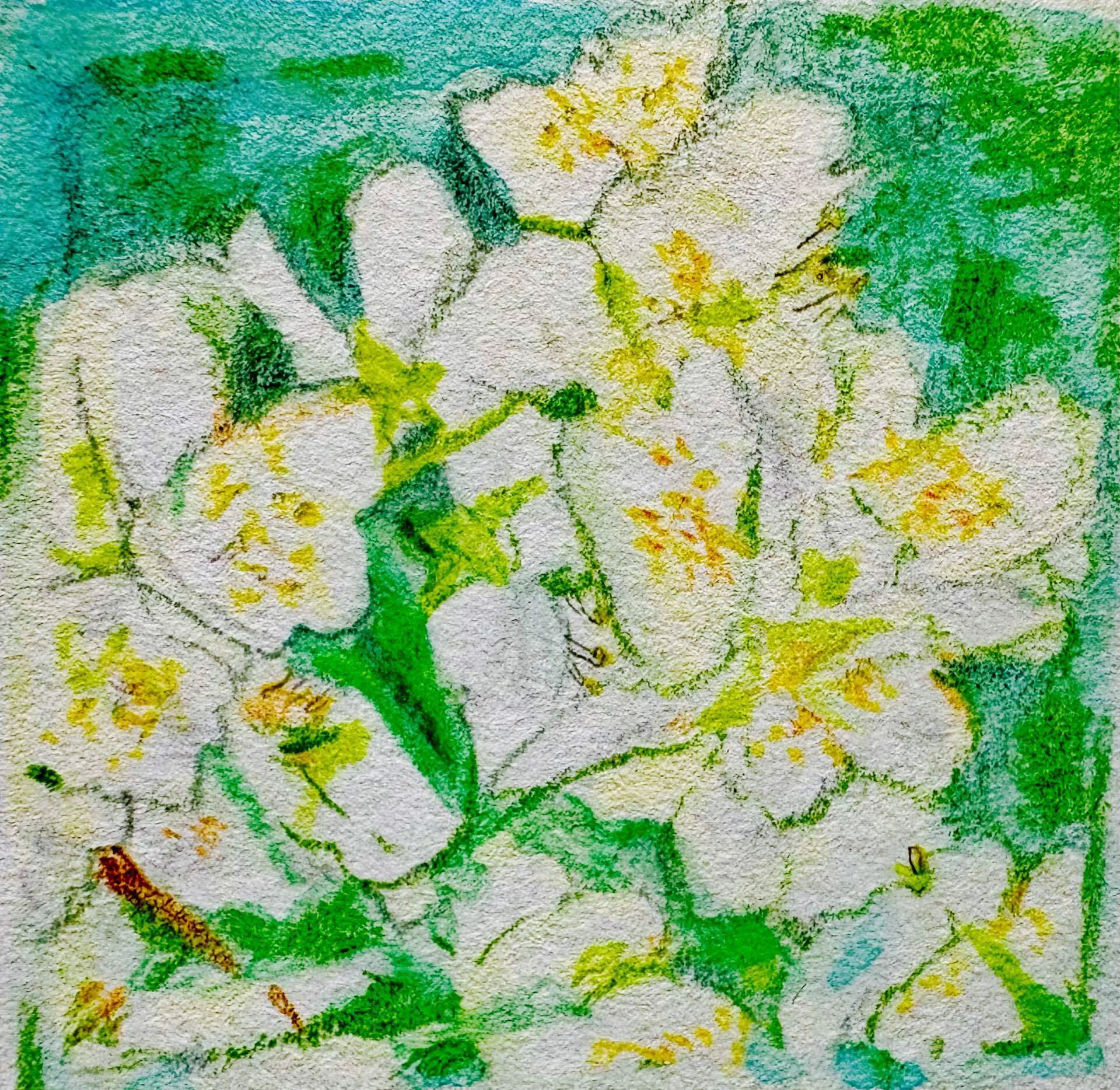 Mock orange｜tohrudc
