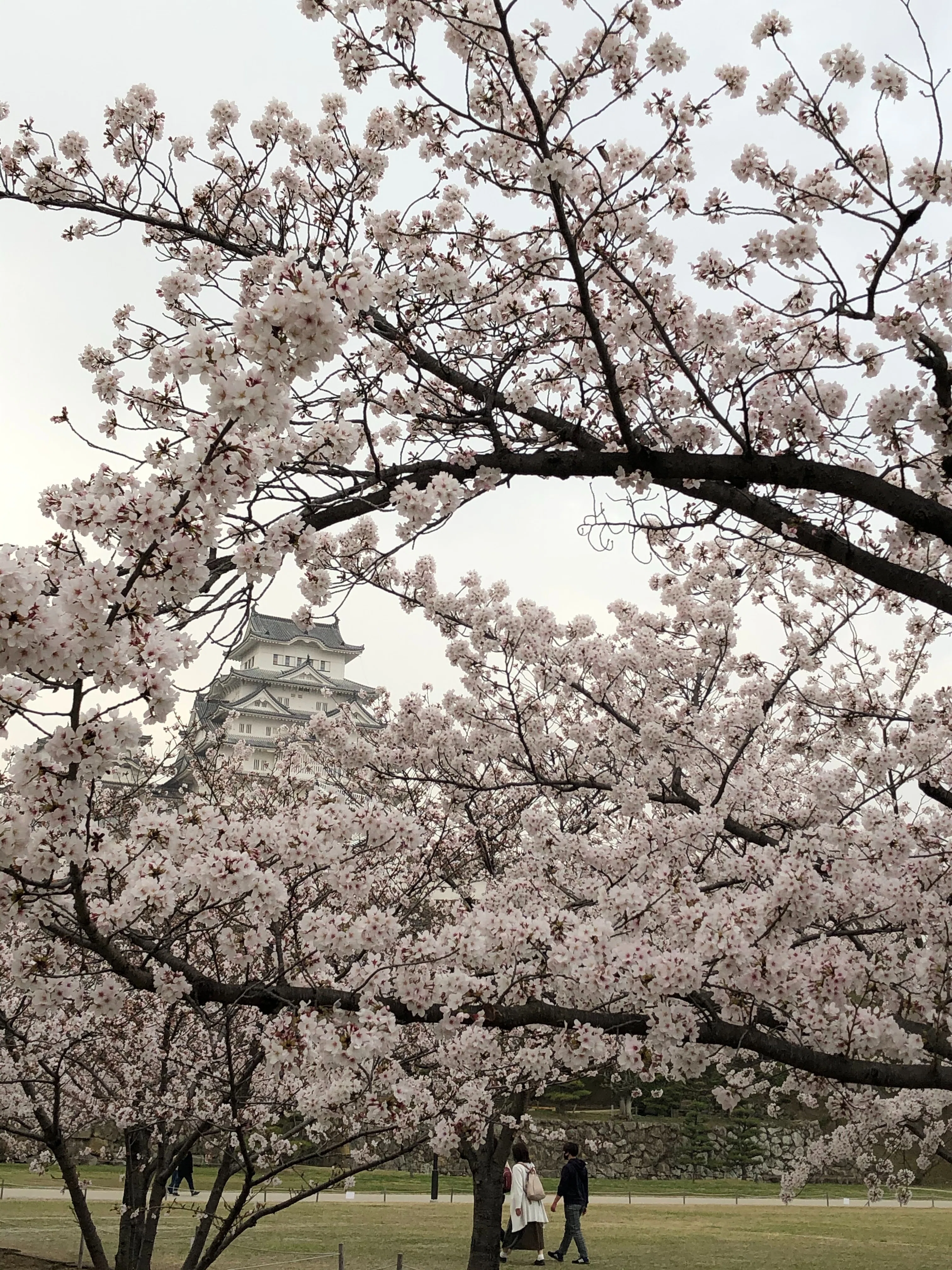 兵庫のお土産「姫路城と桜マグネット」｜結城 弘 / 小説家・ライター