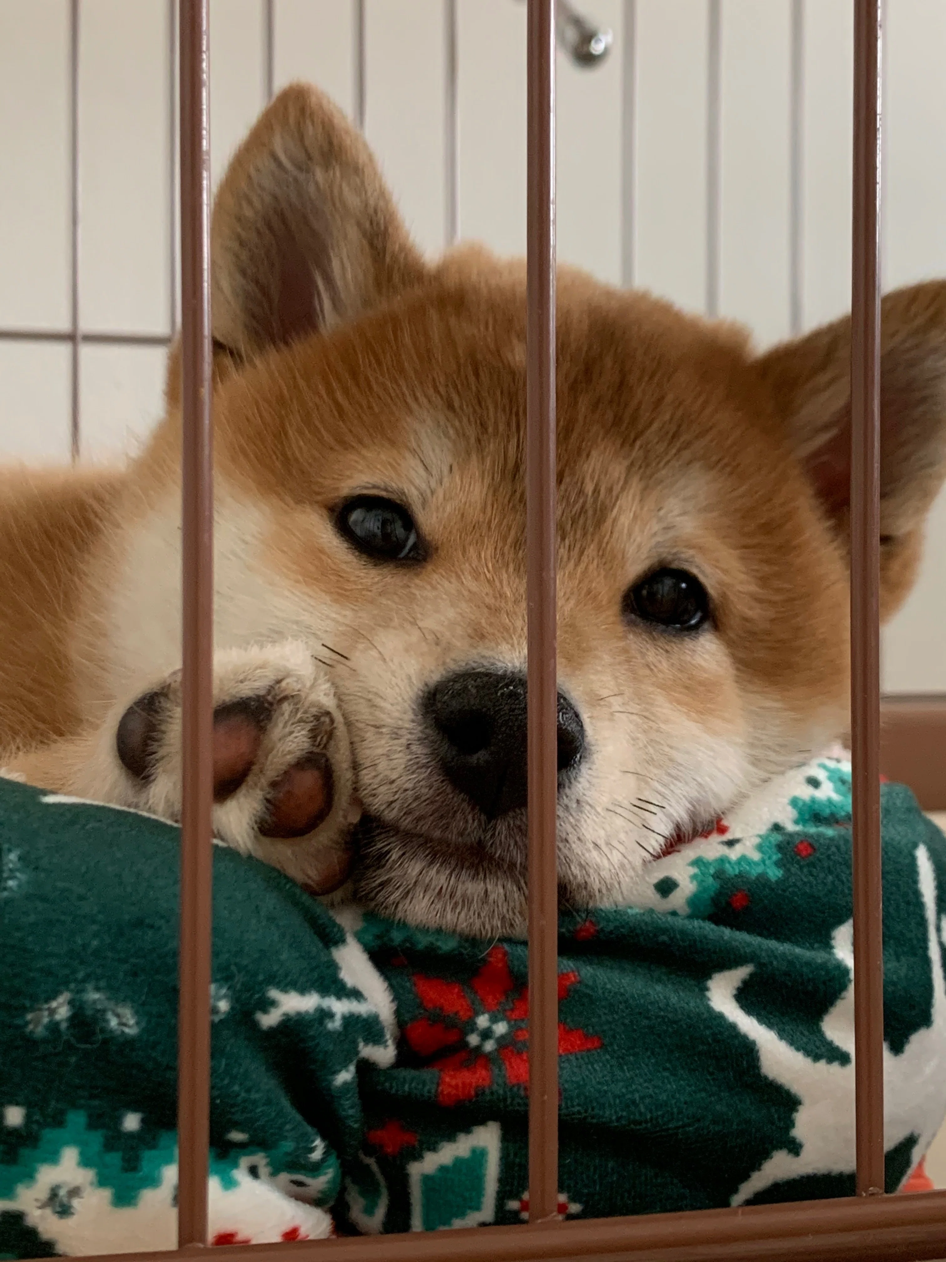 うちの柴犬｜Moeka