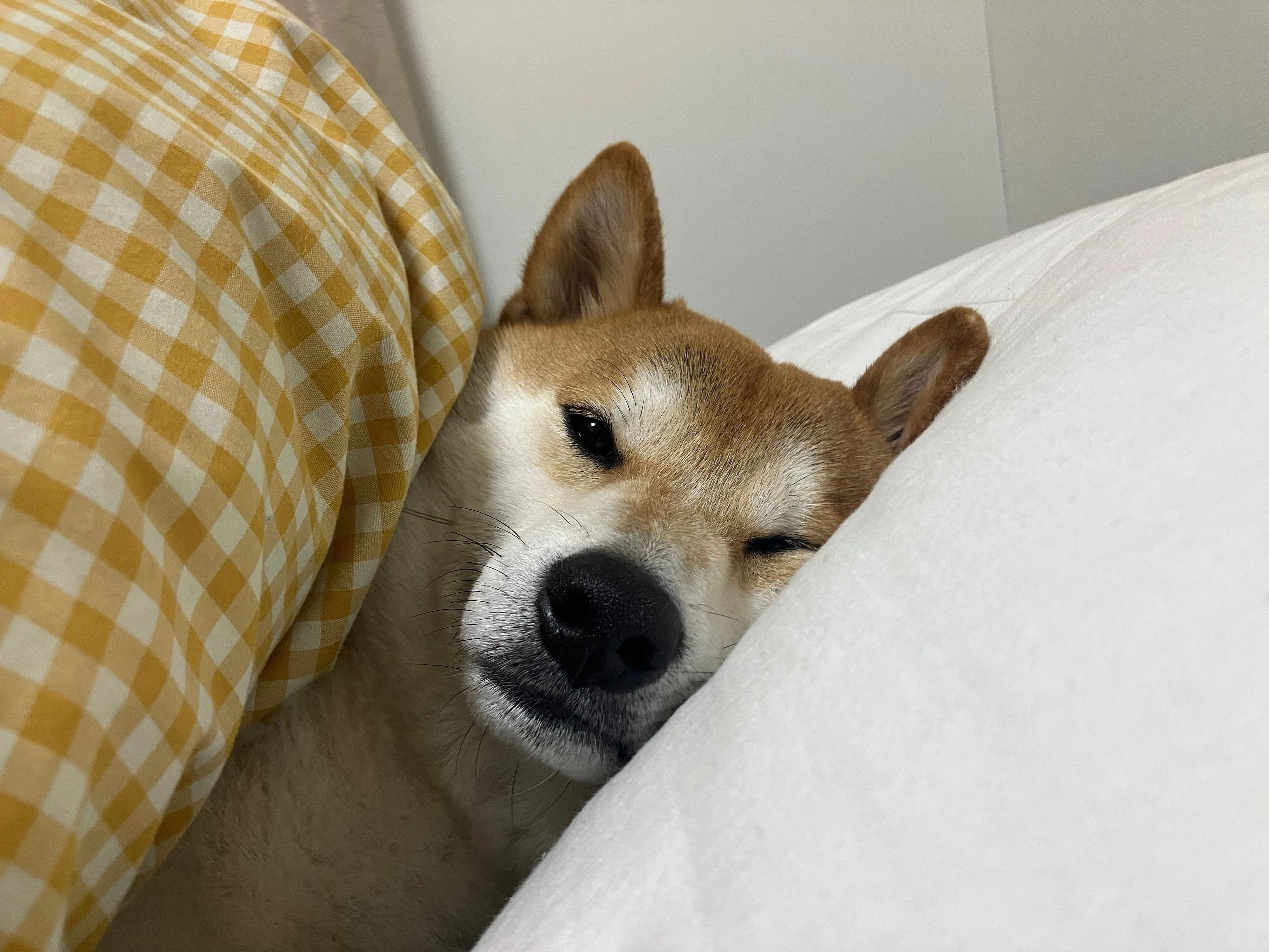 うちの柴犬｜Moeka