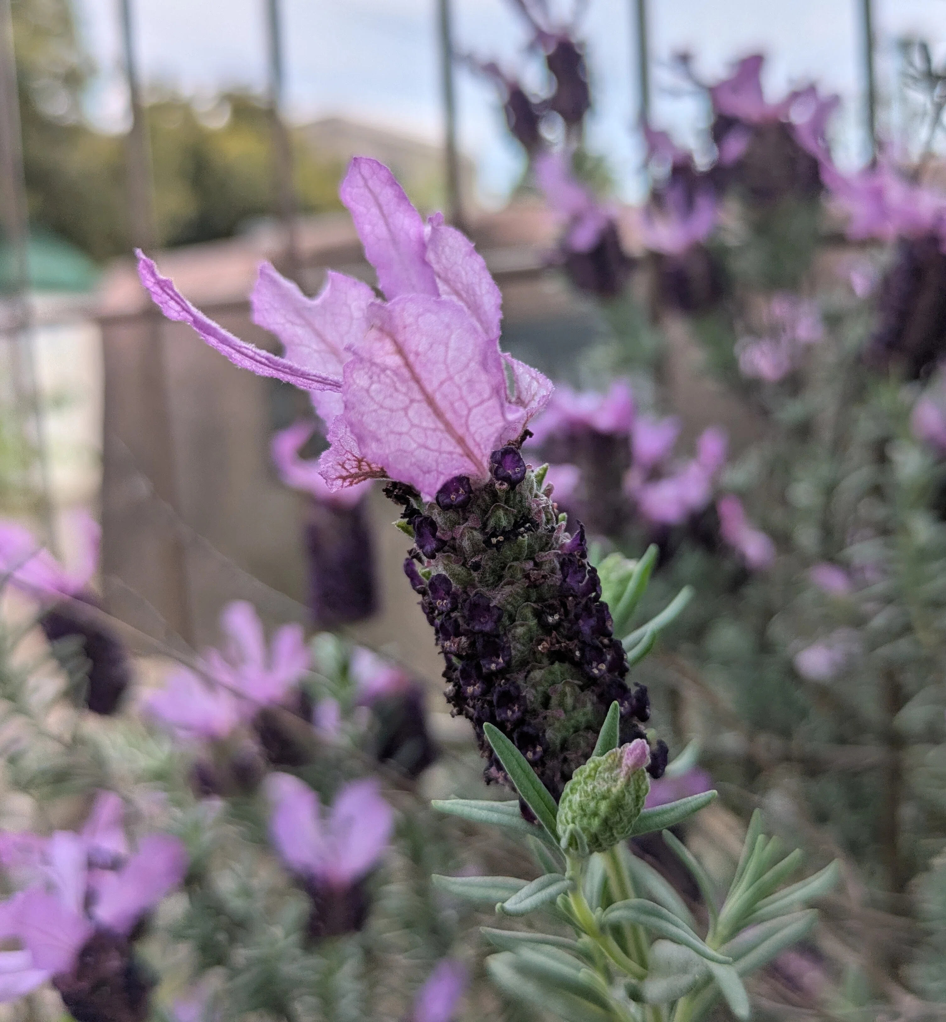 フレンチラベンダー＜Spanish lavender＞（Lavandula stoechas）｜みるふぃ