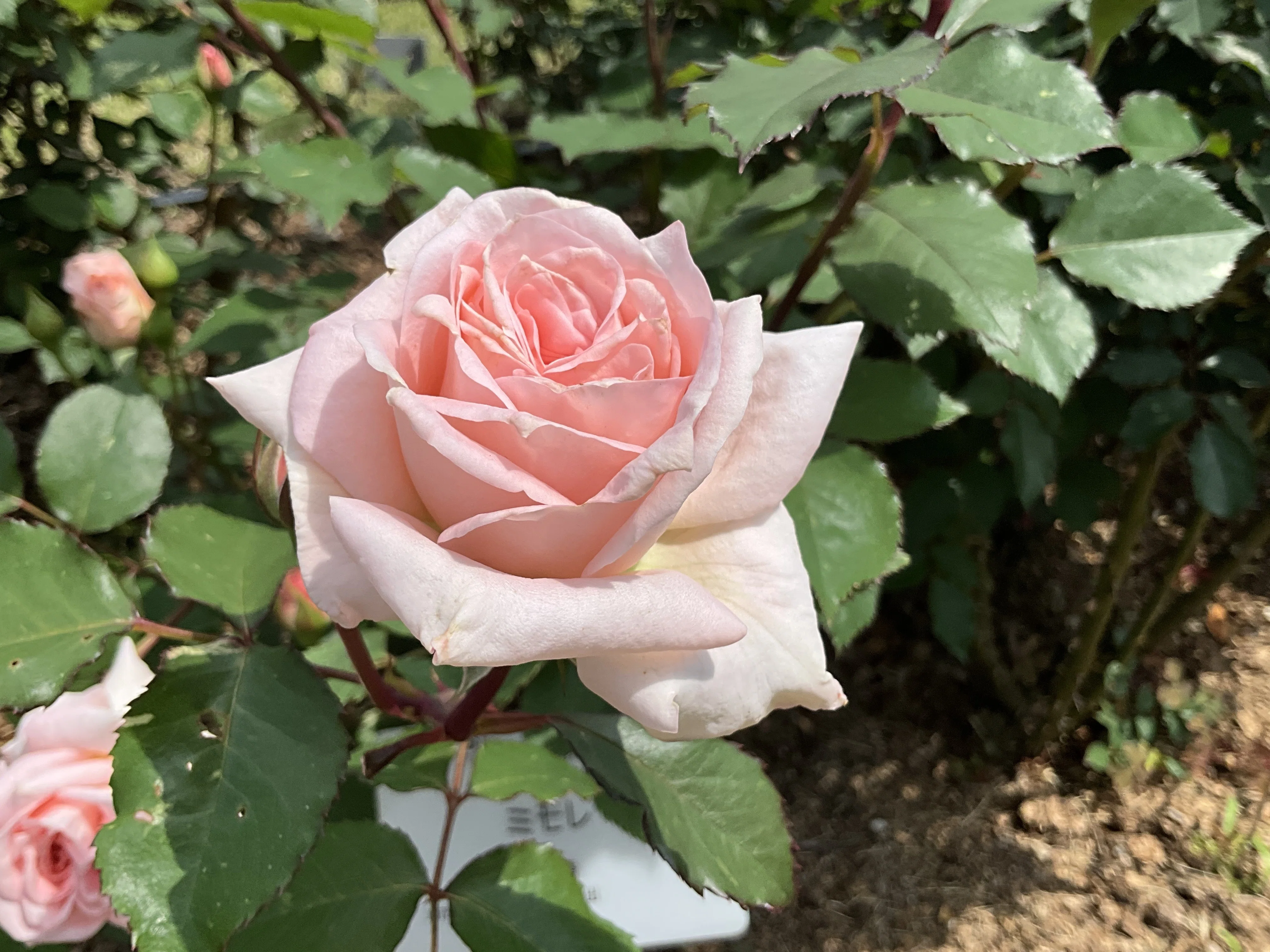 ミモレ（京都府立植物園）：2026年4月26日（日）｜藤井秀昭（『京都