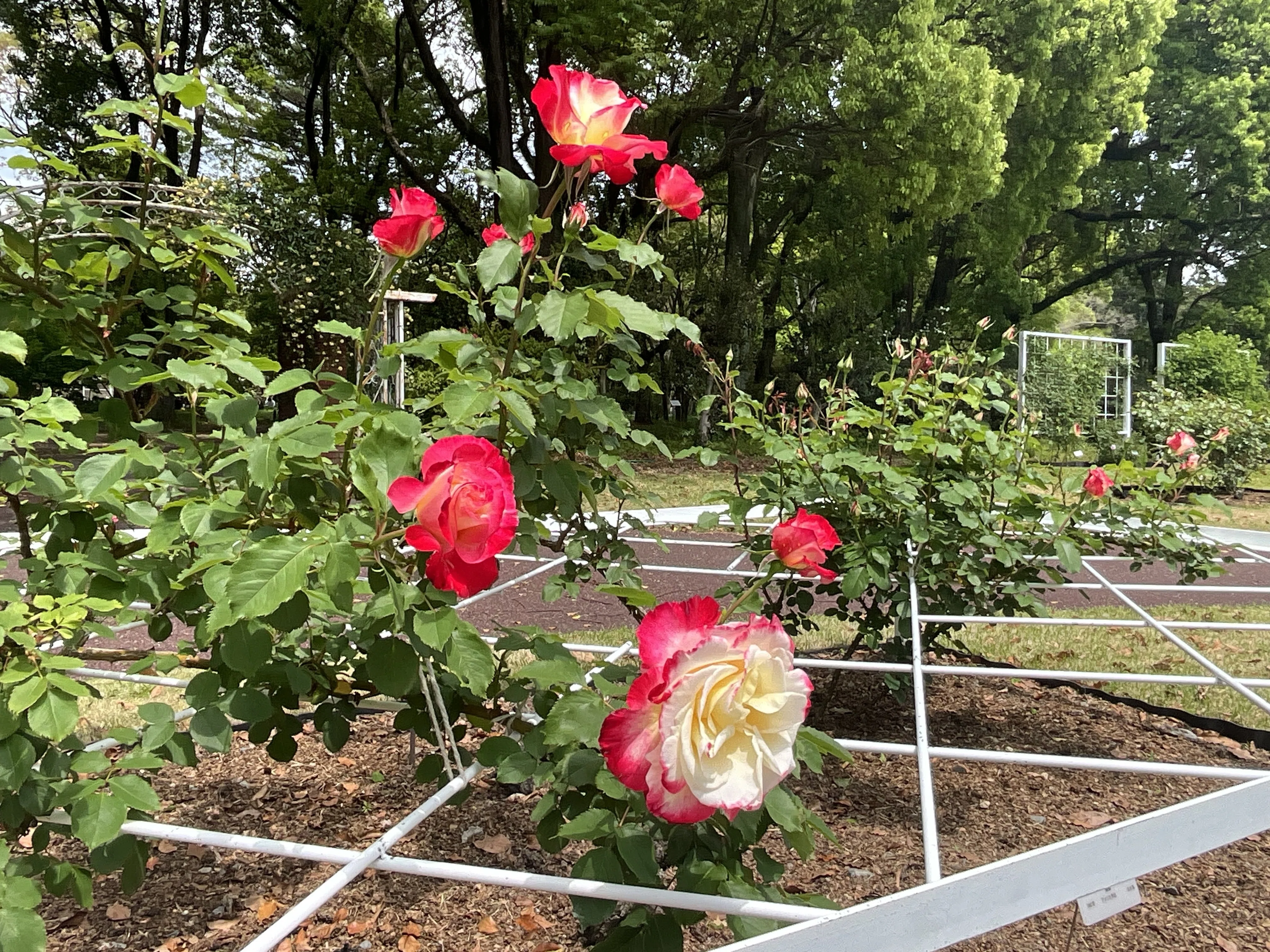 つるダブル・デライト（京都府立植物園）：2026年4月26日（日）｜藤井