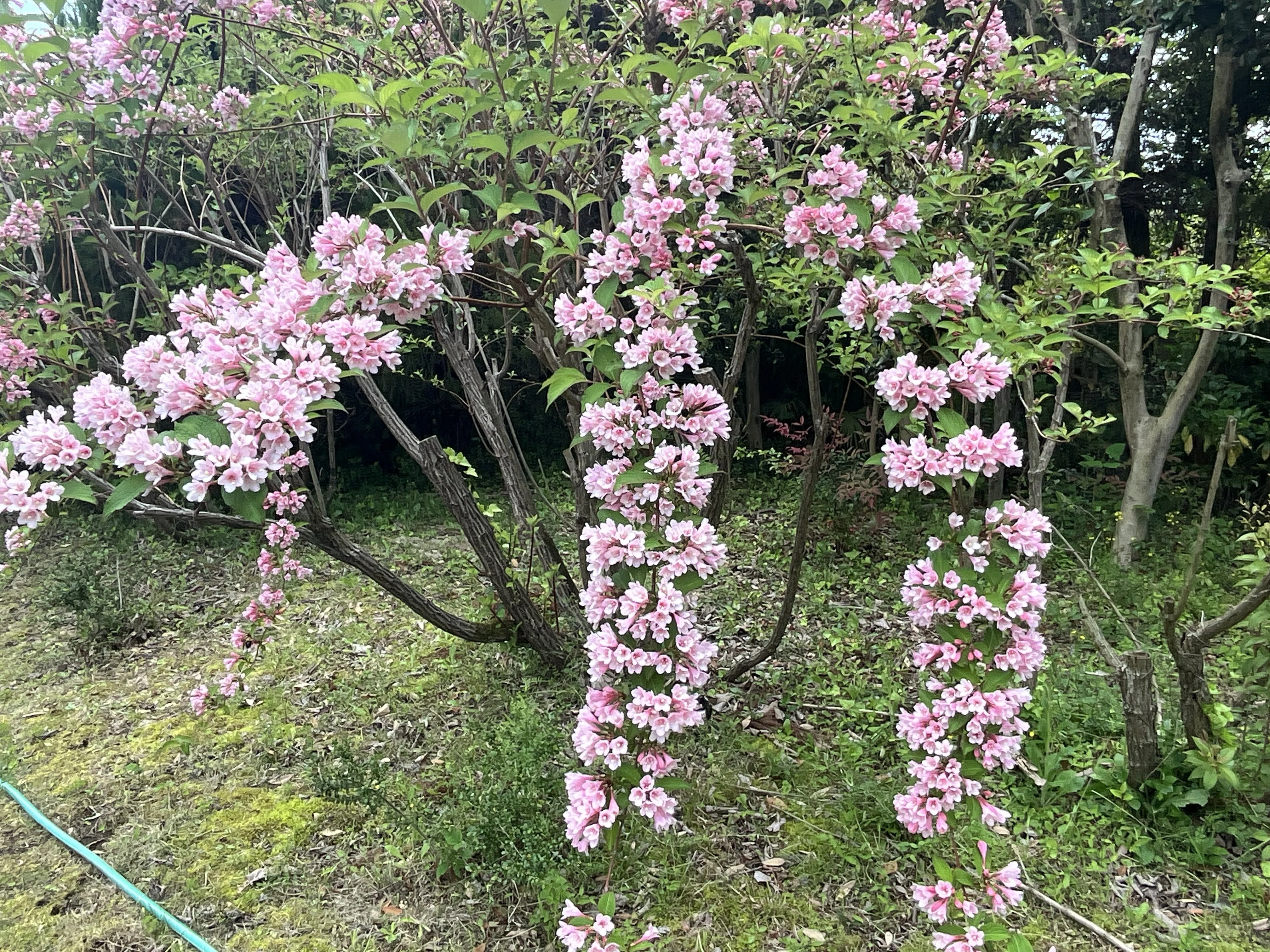 タニウツギ（京都府立植物園）：2026年4月26日（日）｜藤井秀昭