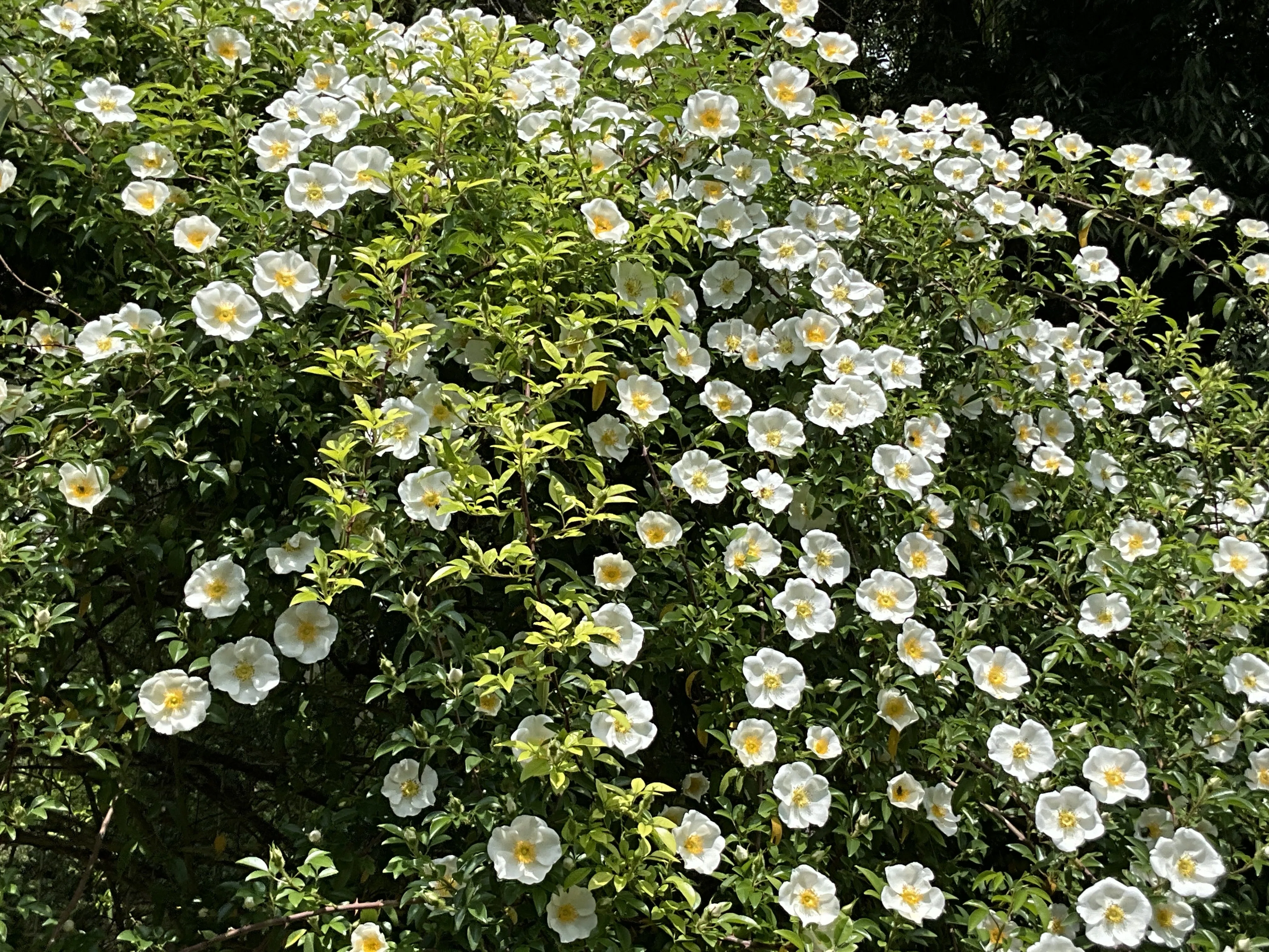 ナニワイバラ（京都府立植物園）：2026年4月25日（土）｜藤井秀昭