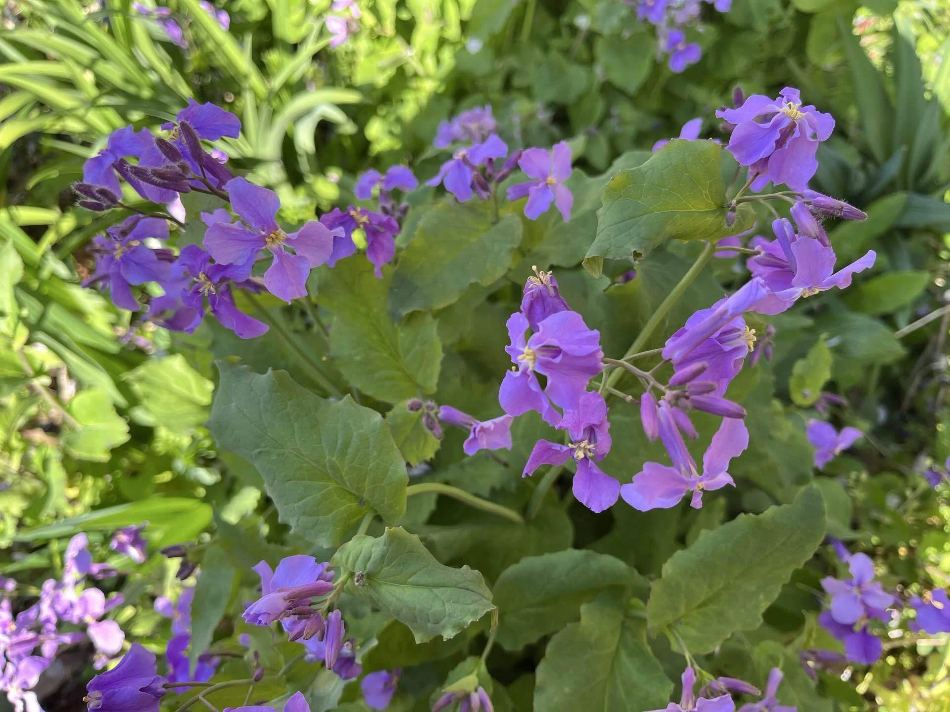 紫花菜が溢れ咲く庭｜窓辺レザン
