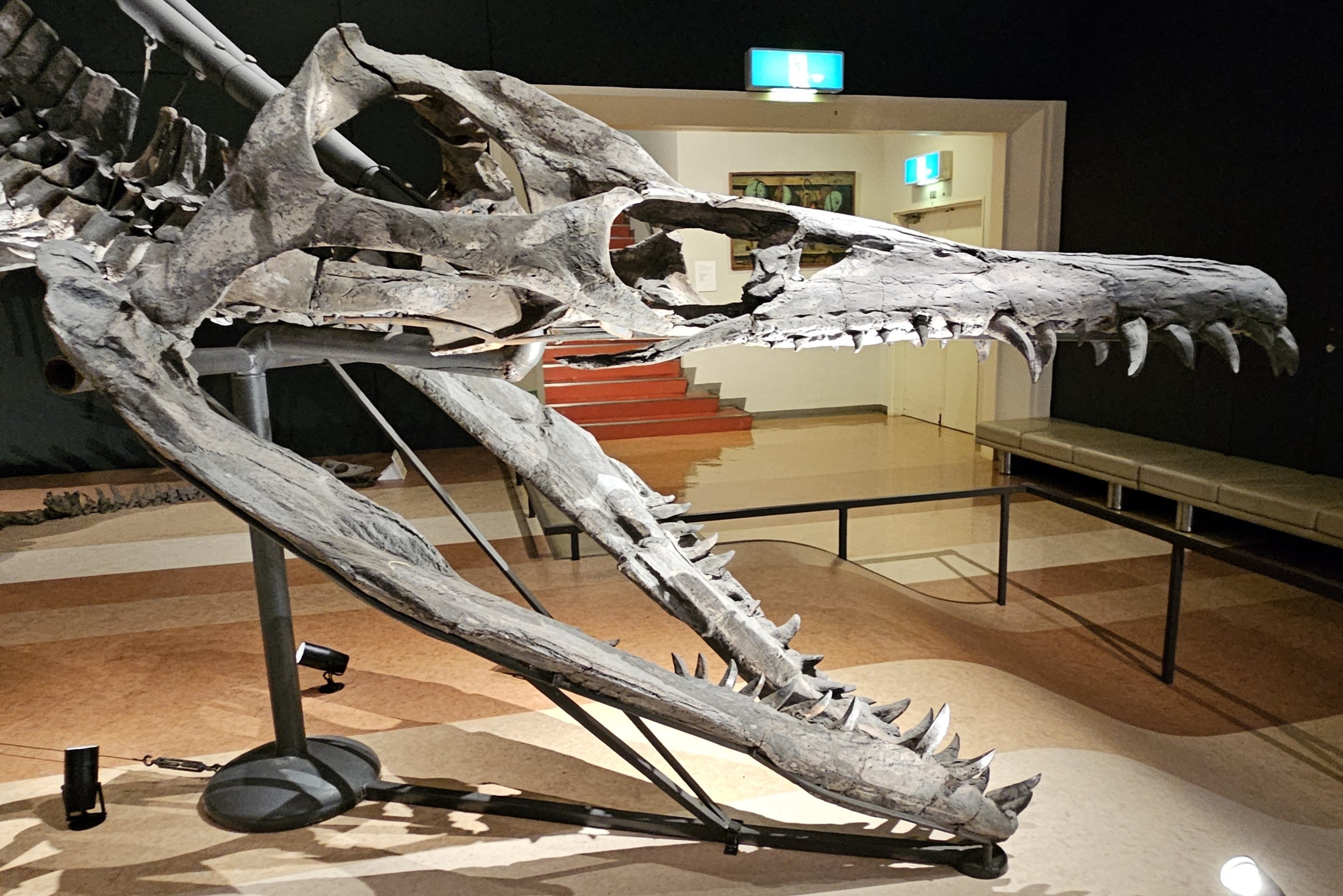 化石標本　絶滅種ワニ類　 ディロサウルス　極美麗 The Lost Universe 巨大首長竜④巨大プリオサウルス類｜美原さつき
