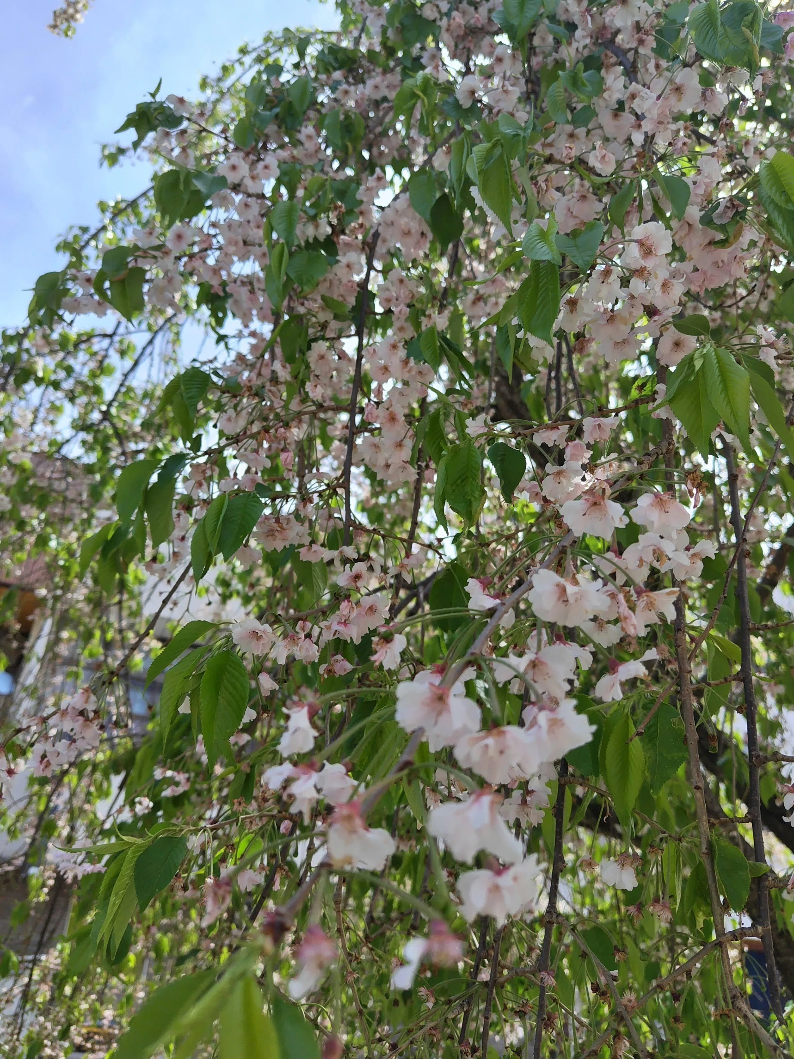 春爛漫 2026】 #3 青もみじと春の花たちと｜ジャスミンティータイム