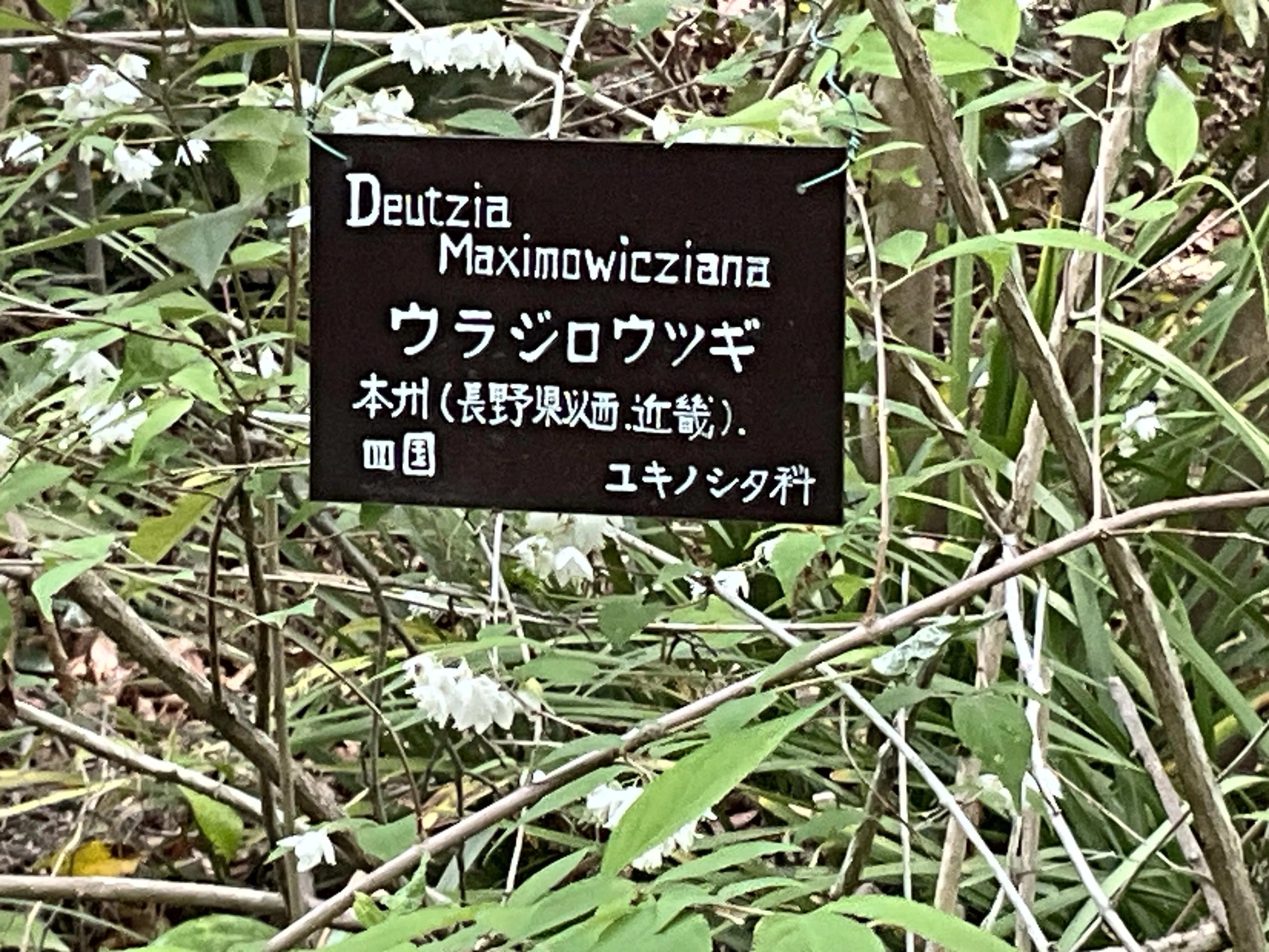 ウラジロシダ　250枚　裏白　門松 ウラジロウツギ（京都府立植物園）：2026年4月28日（火）｜藤井秀昭