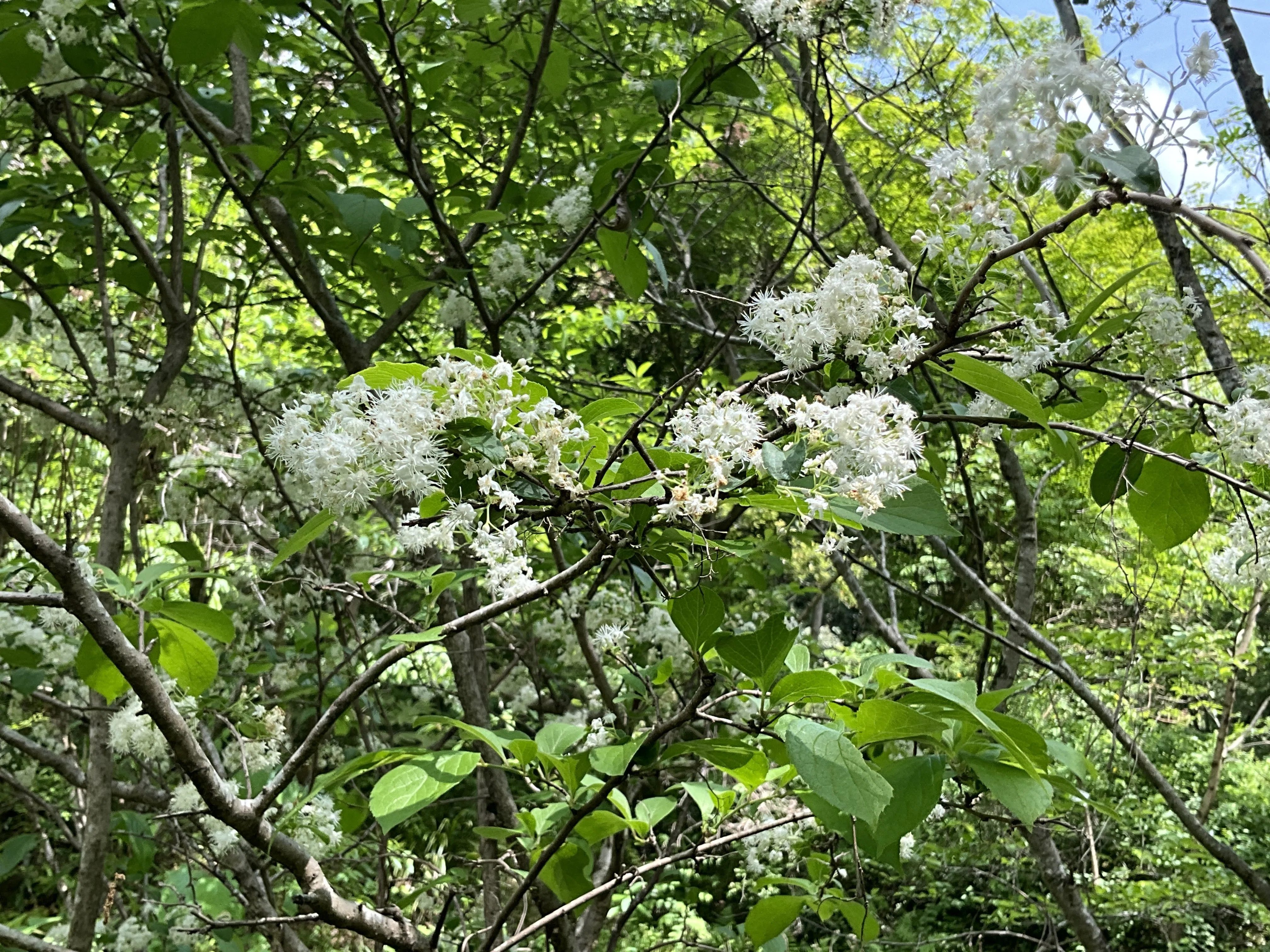 サワフタギ（京都府立植物園）：2026年4月28日（火）｜藤井秀昭
