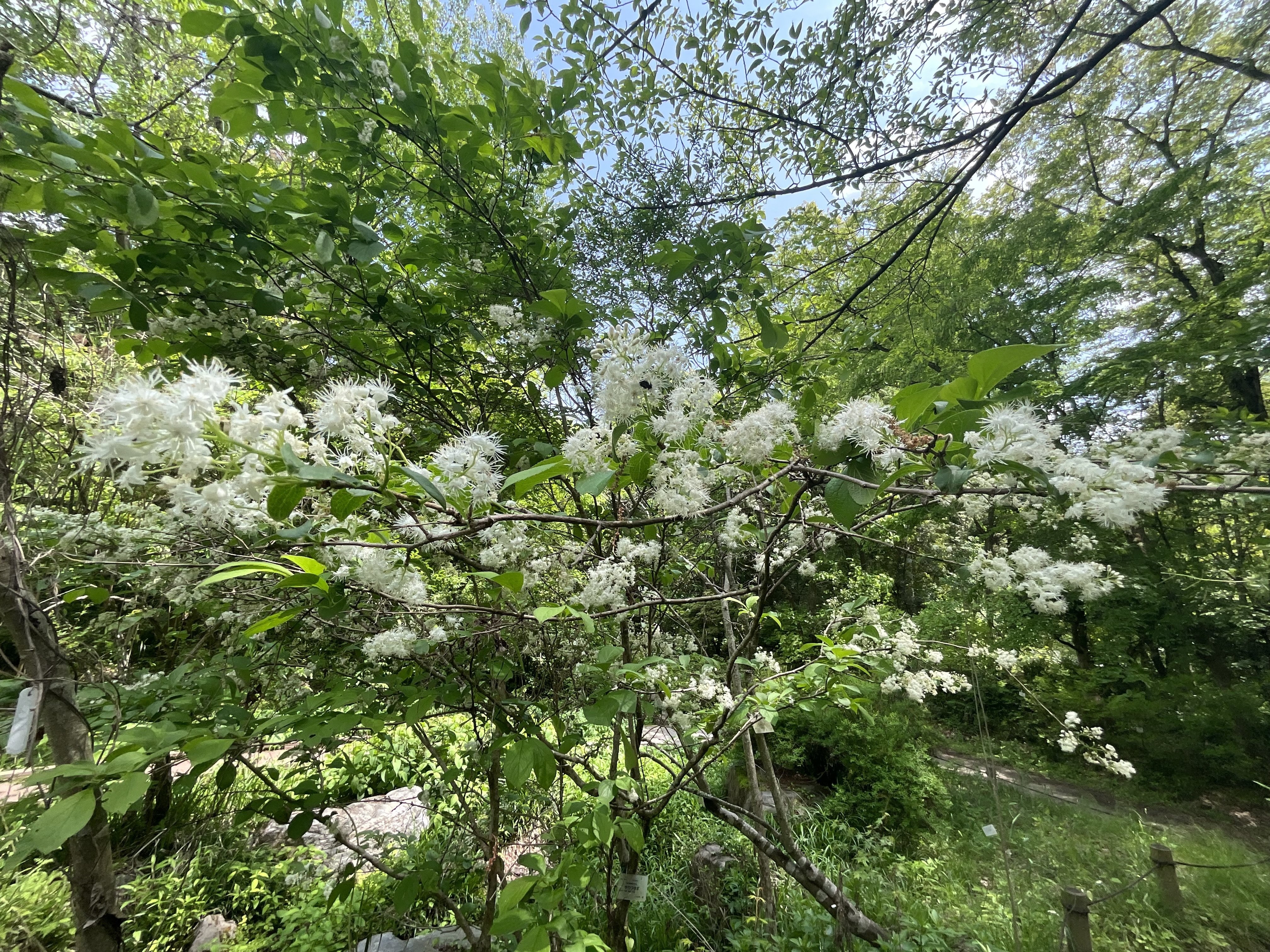 サワフタギ（京都府立植物園）：2026年4月28日（火）｜藤井秀昭