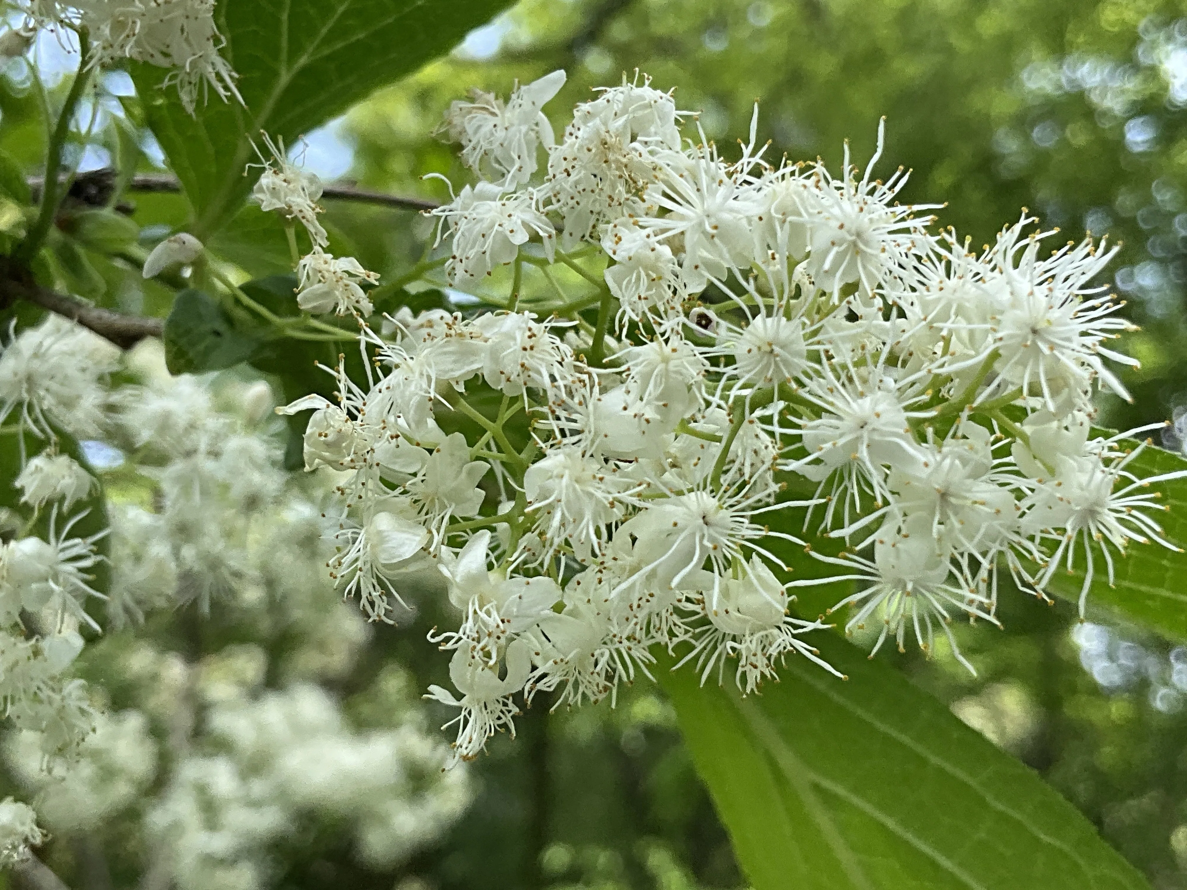 サワフタギ（京都府立植物園）：2026年4月28日（火）｜藤井秀昭