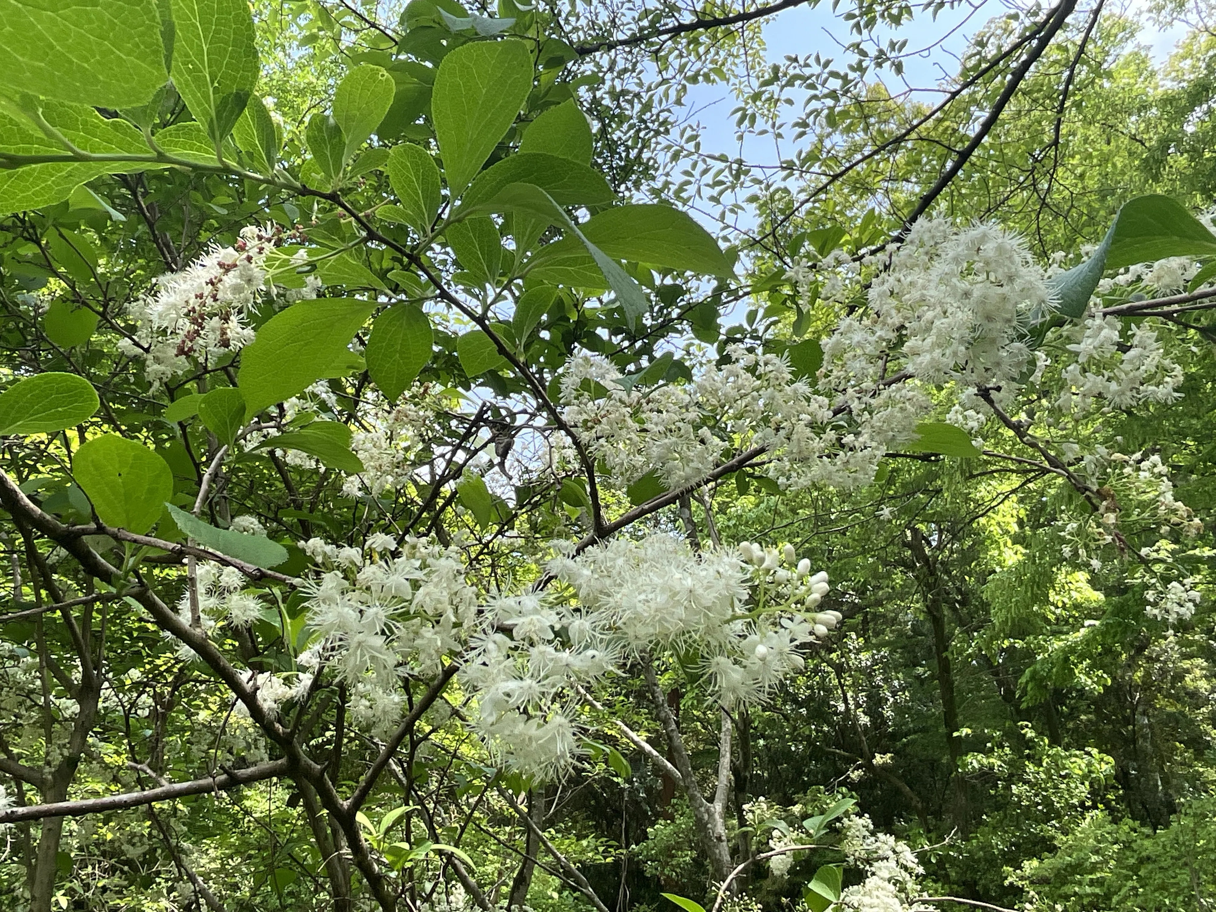 サワフタギ（京都府立植物園）：2026年4月28日（火）｜藤井秀昭
