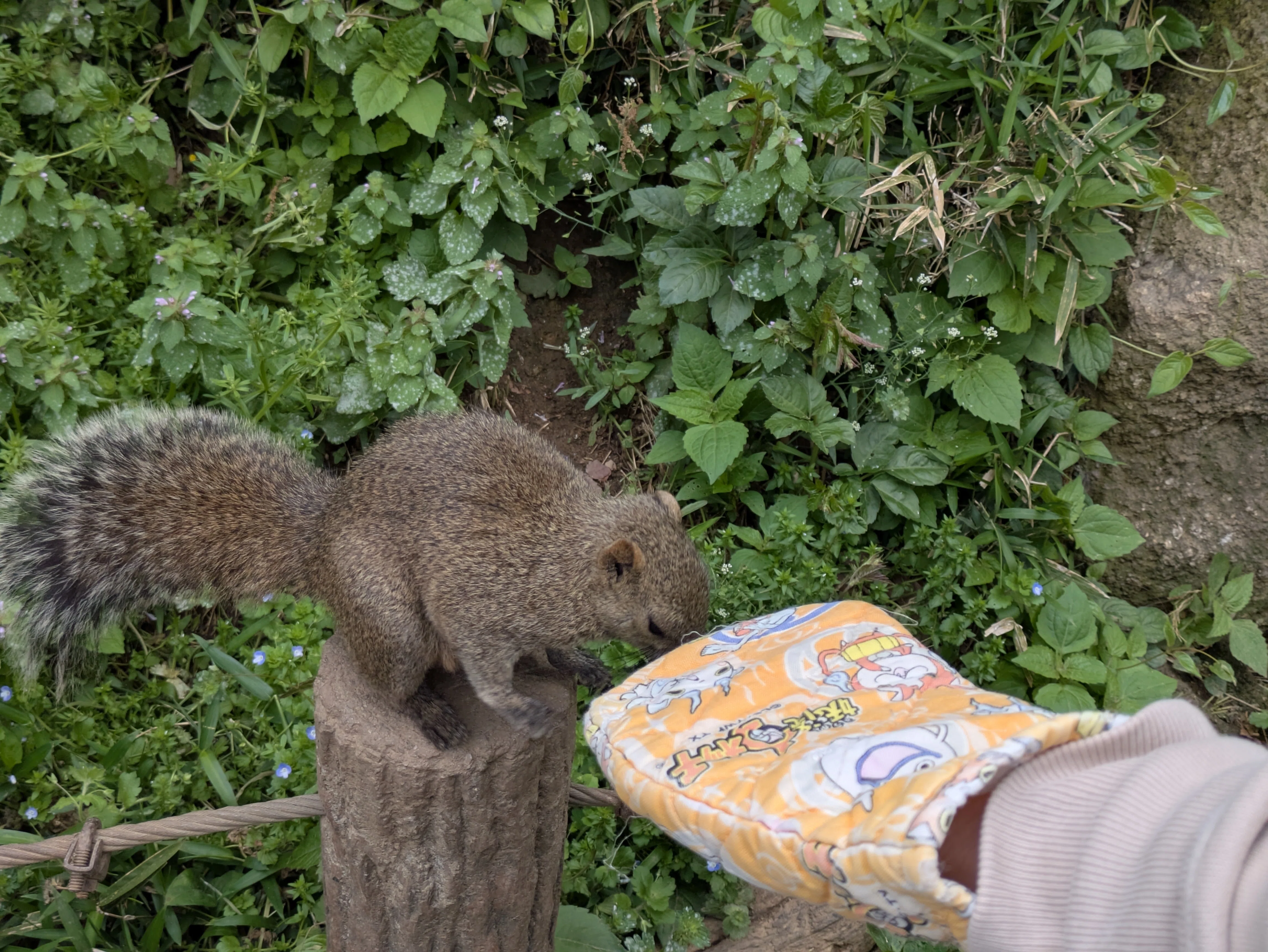 放し飼いのリスに遊んでもらう、町田リス園｜オムレッツゴー