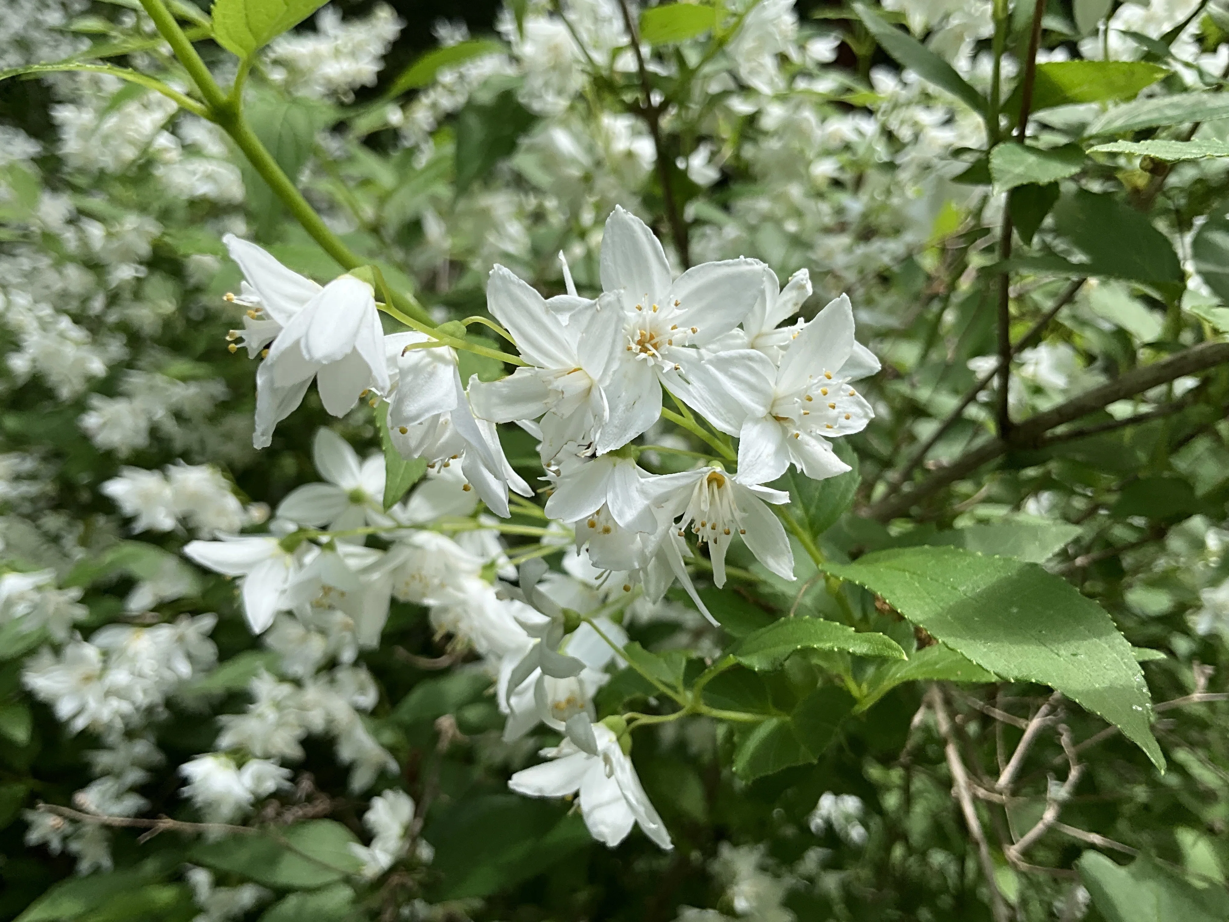ヒメウツギ（京都府立植物園）：2026年4月28日（火）｜藤井秀昭