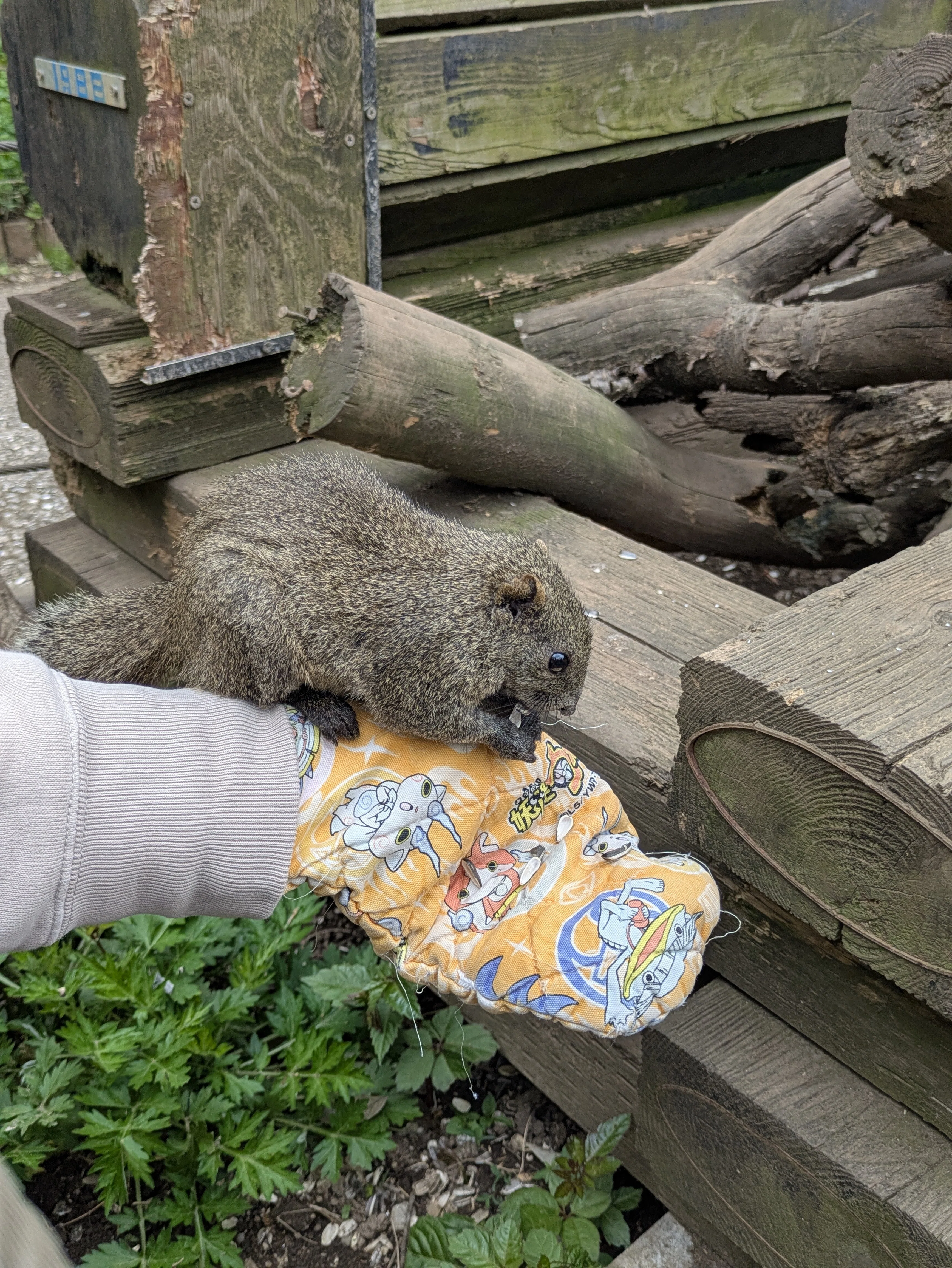放し飼いのリスに遊んでもらう、町田リス園｜オムレッツゴー