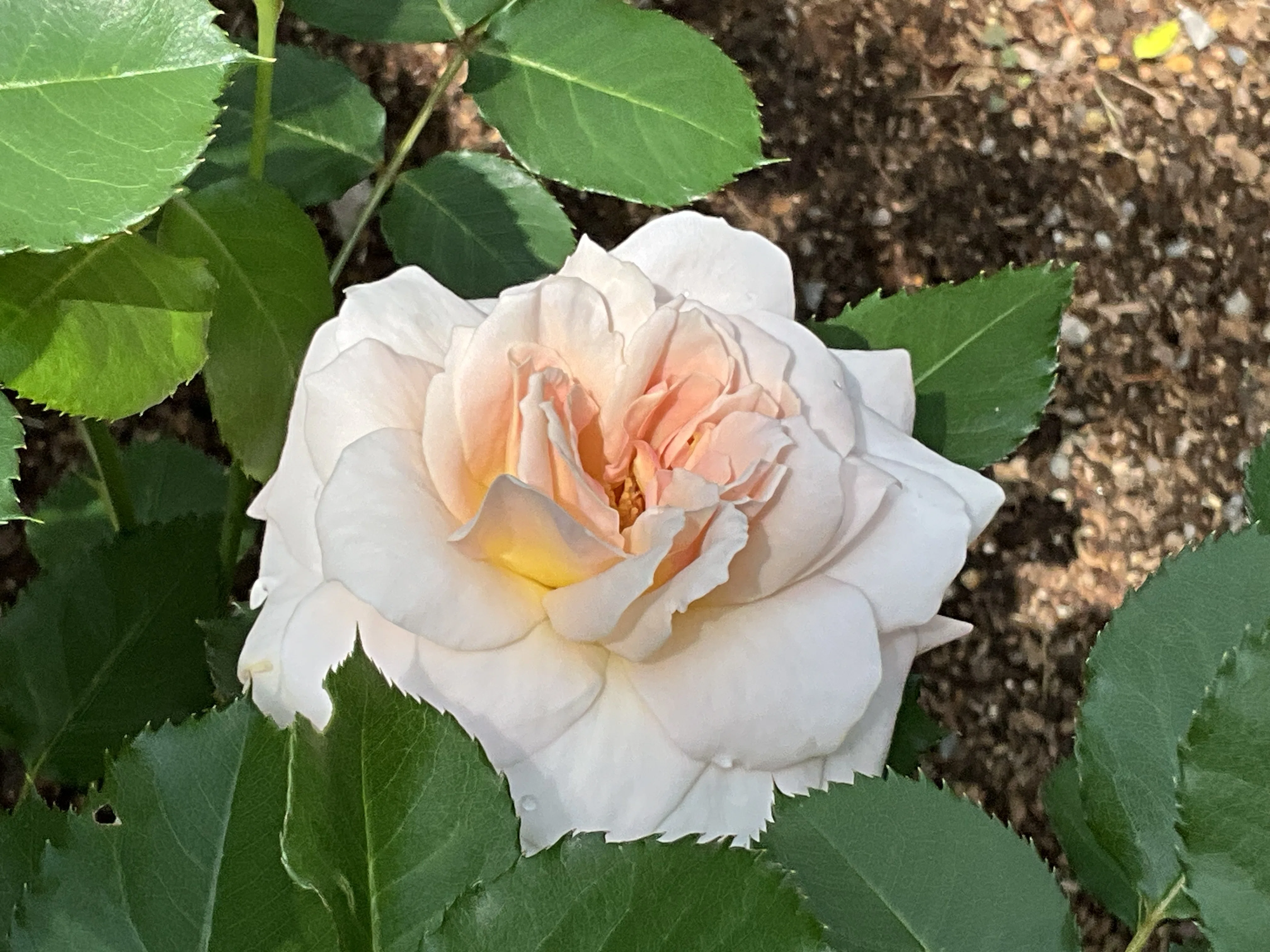 花乙女薄ベージュ地 シュシュの春一番花（京都府立植物園）：2026年4月28日（火）｜藤井