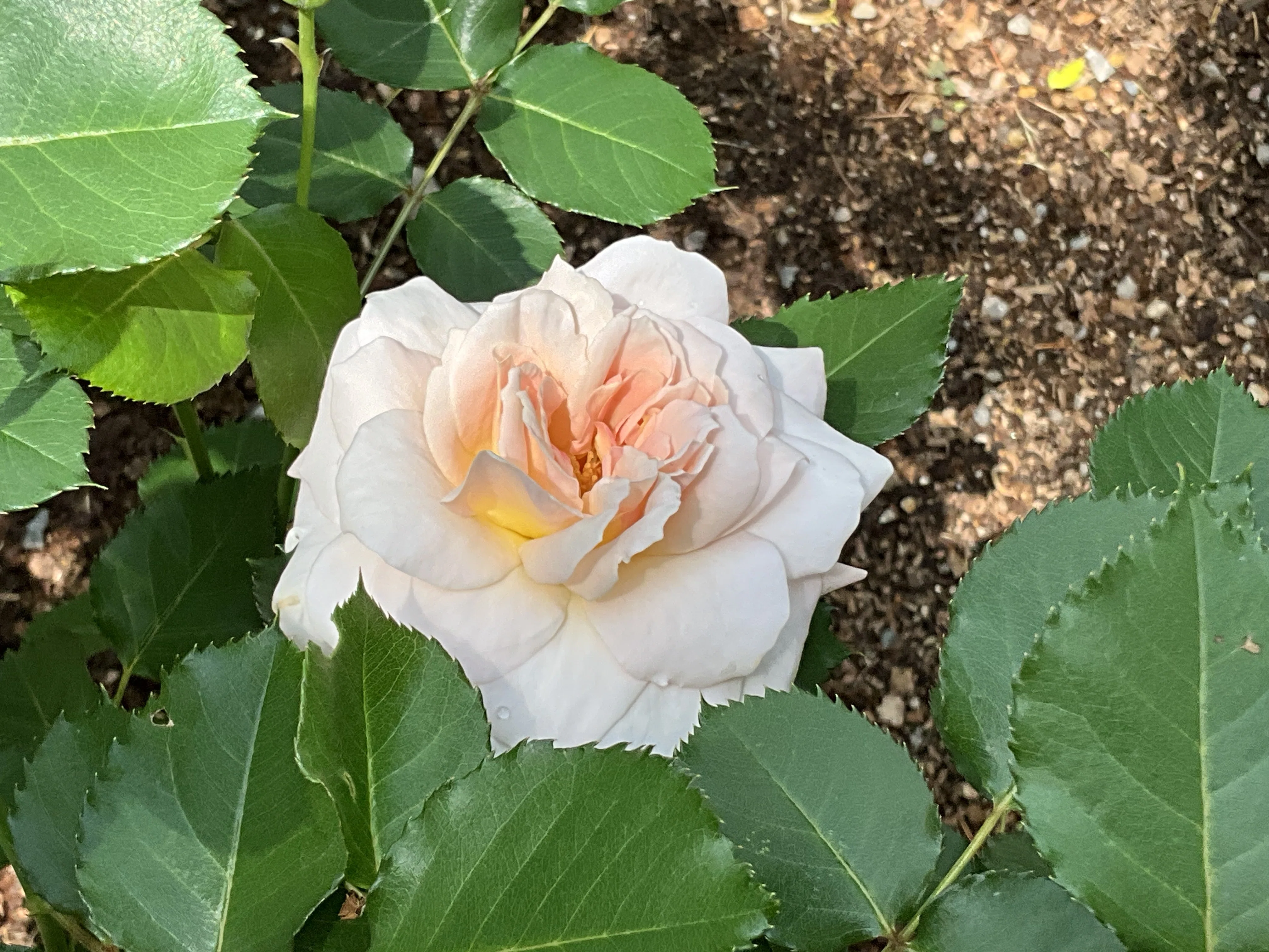 シュシュの春一番花(京都府立植物園):2026年4月28日(火)|藤井 シュシュの春一番花(京都府立植物園):2026年4月28日(火)|藤井