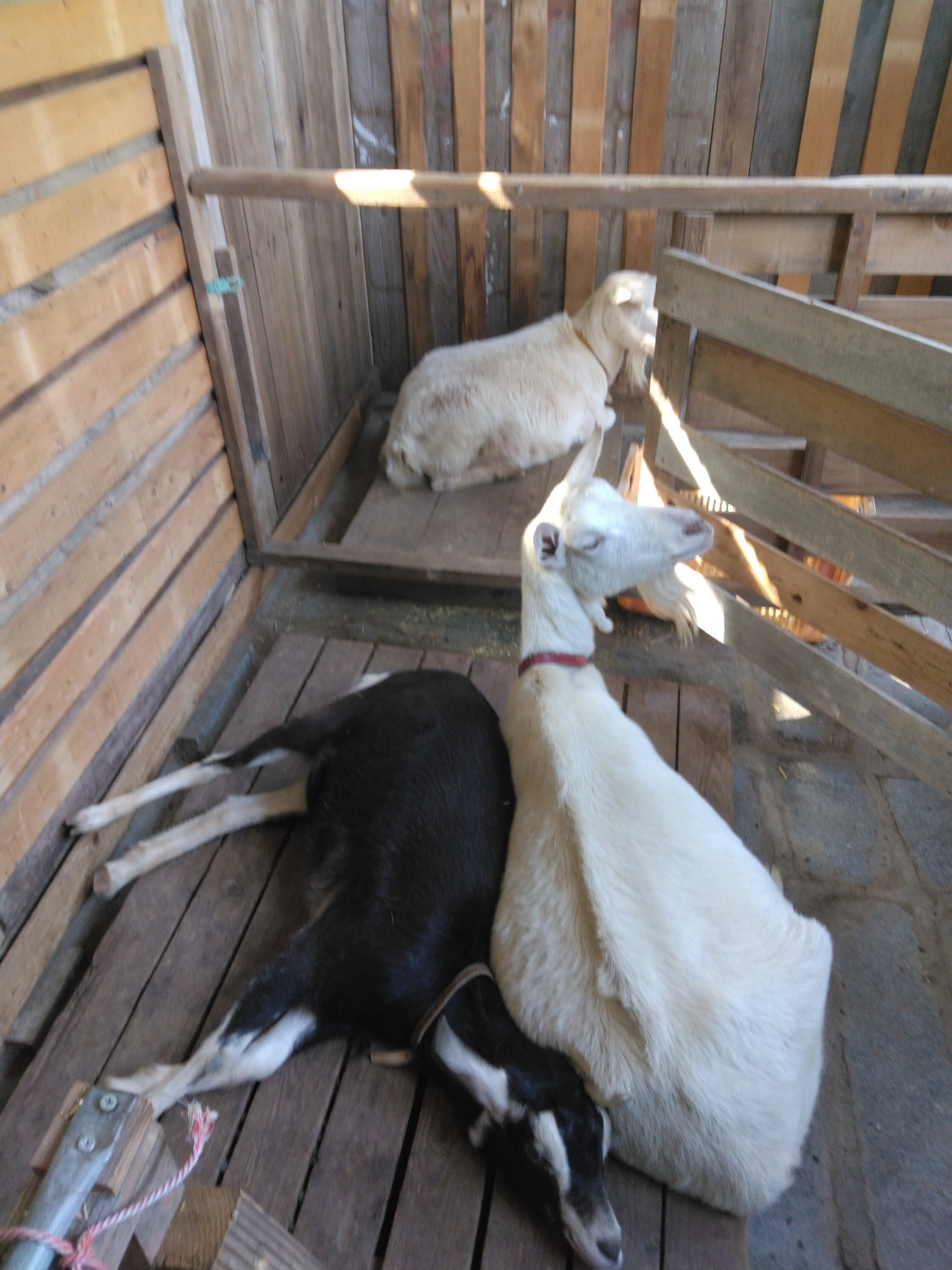 ヤギ小屋、雨の降り込みを防いで夏仕様に｜かな