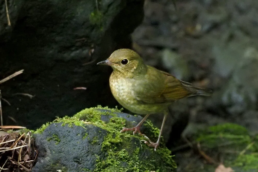 コルリ、コマドリ、オオルリ、クロツグミ、キビタキ、マミジロ