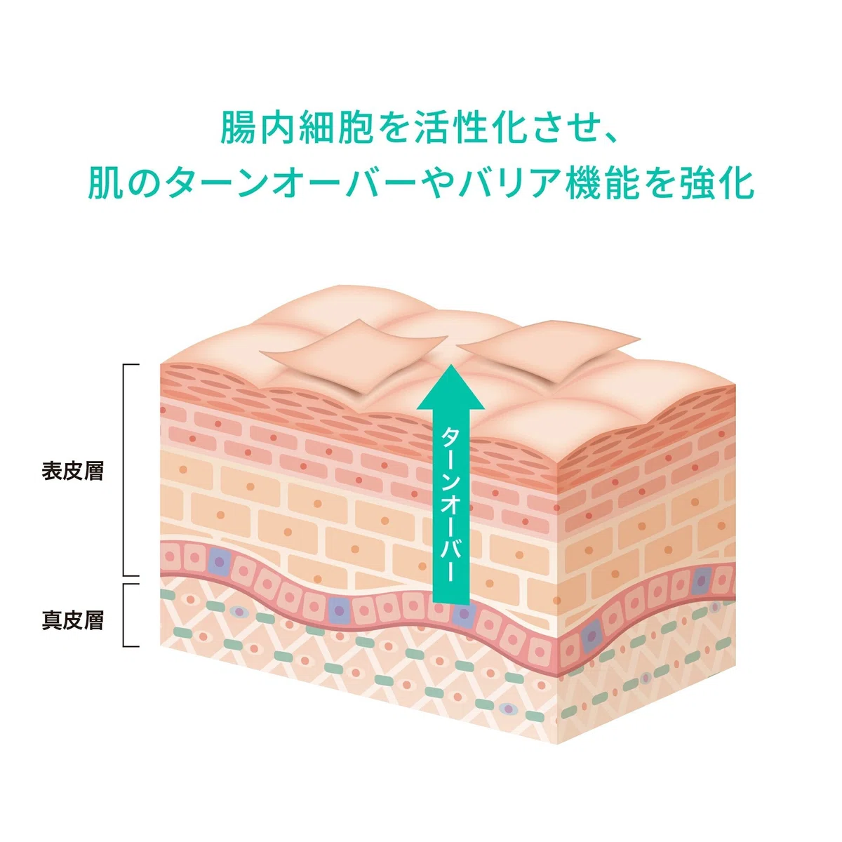 腸内細胞を活性化させ、肌のターンオーバーやバリア機能を強化