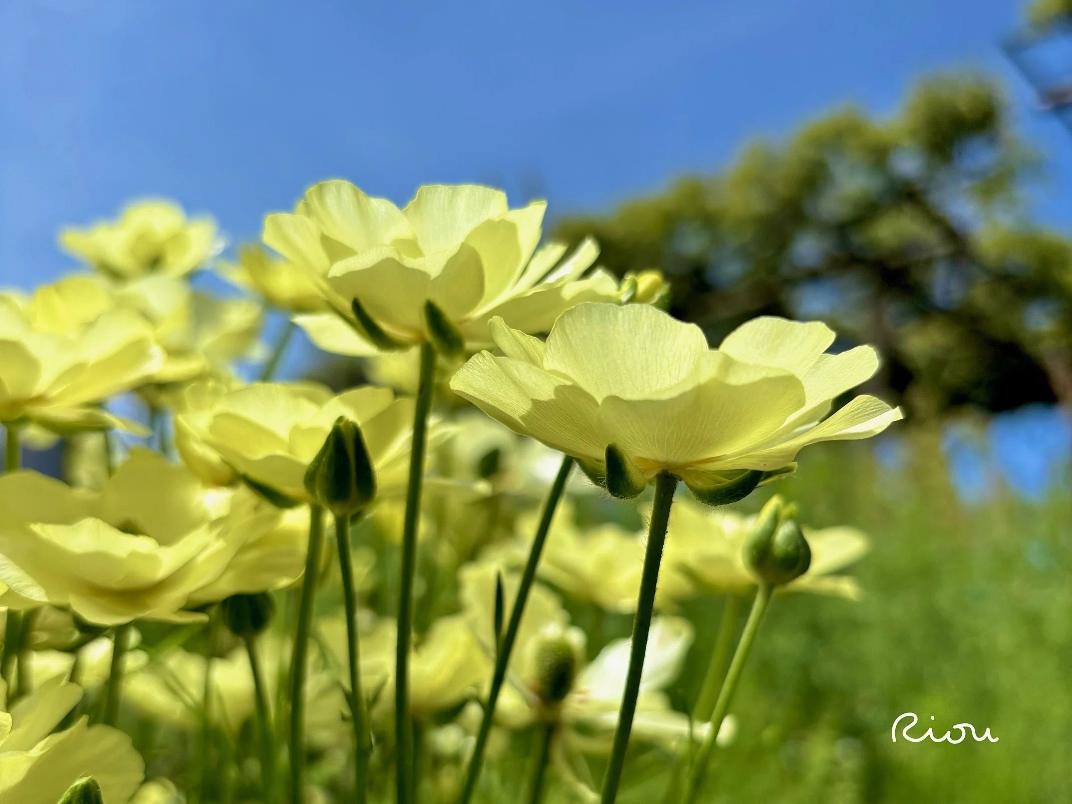 ラナンキュラス・ラックス～日常にとけこむ、やわらかな輝き｜璃桜（り