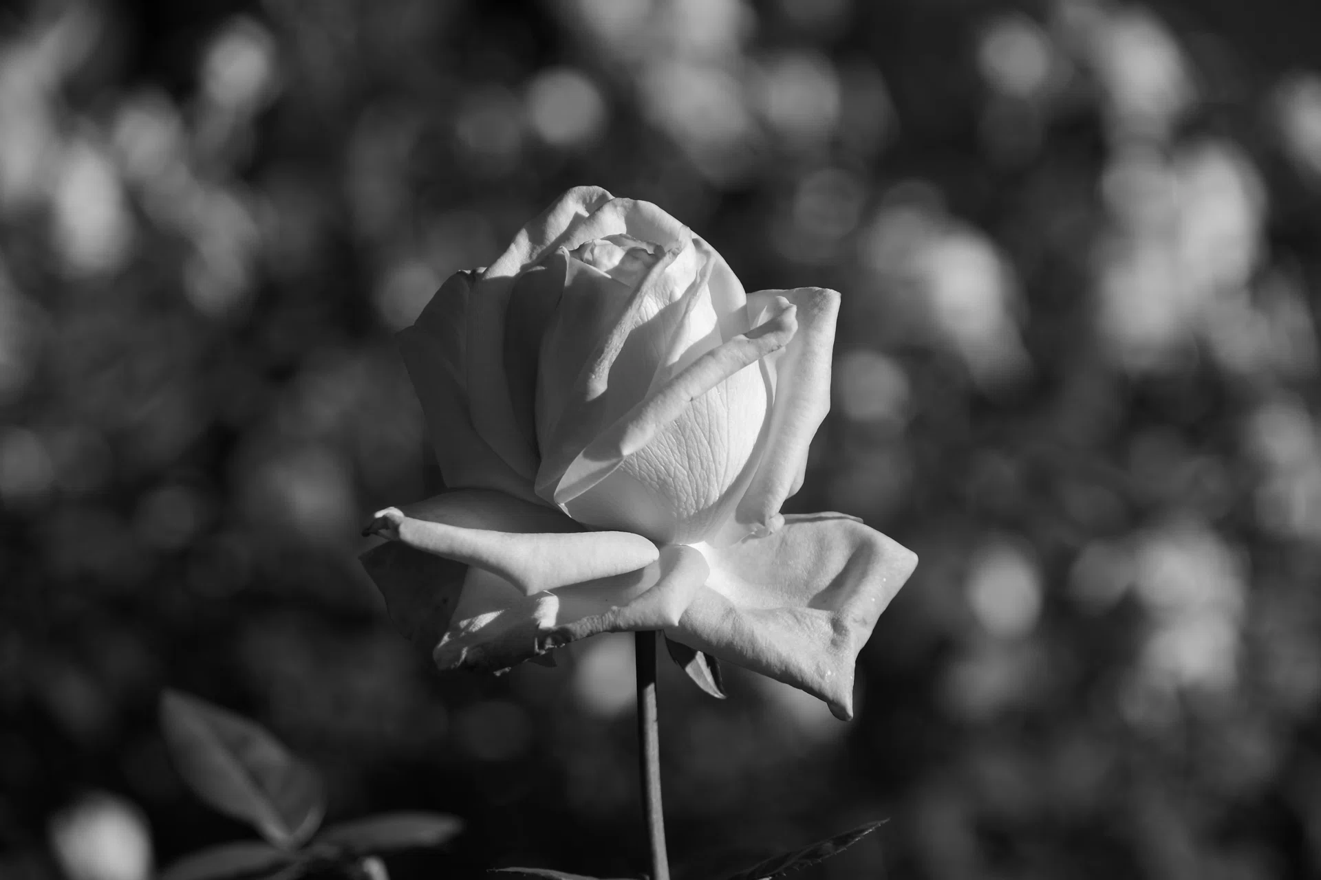 🌹バラの写真を綺麗に撮りたい｜light_and_memory