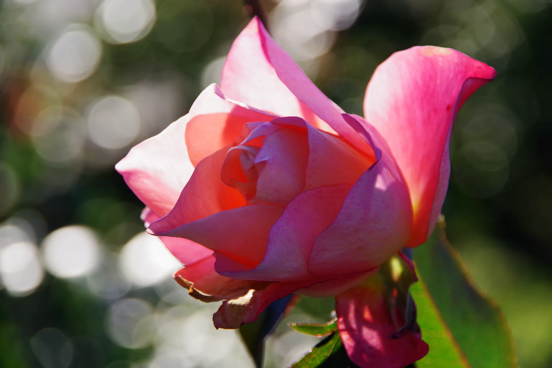 🌹バラの写真を綺麗に撮りたい｜light_and_memory