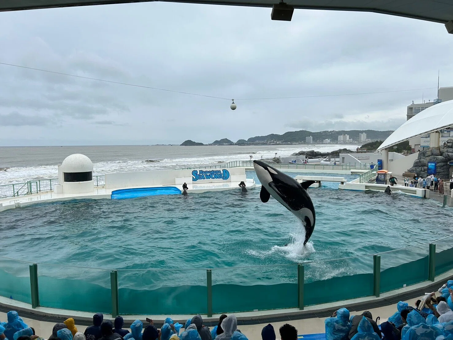 房総半島でシャチとベルーガに癒される旅｜鴨川シーワールド｜きぬ日和