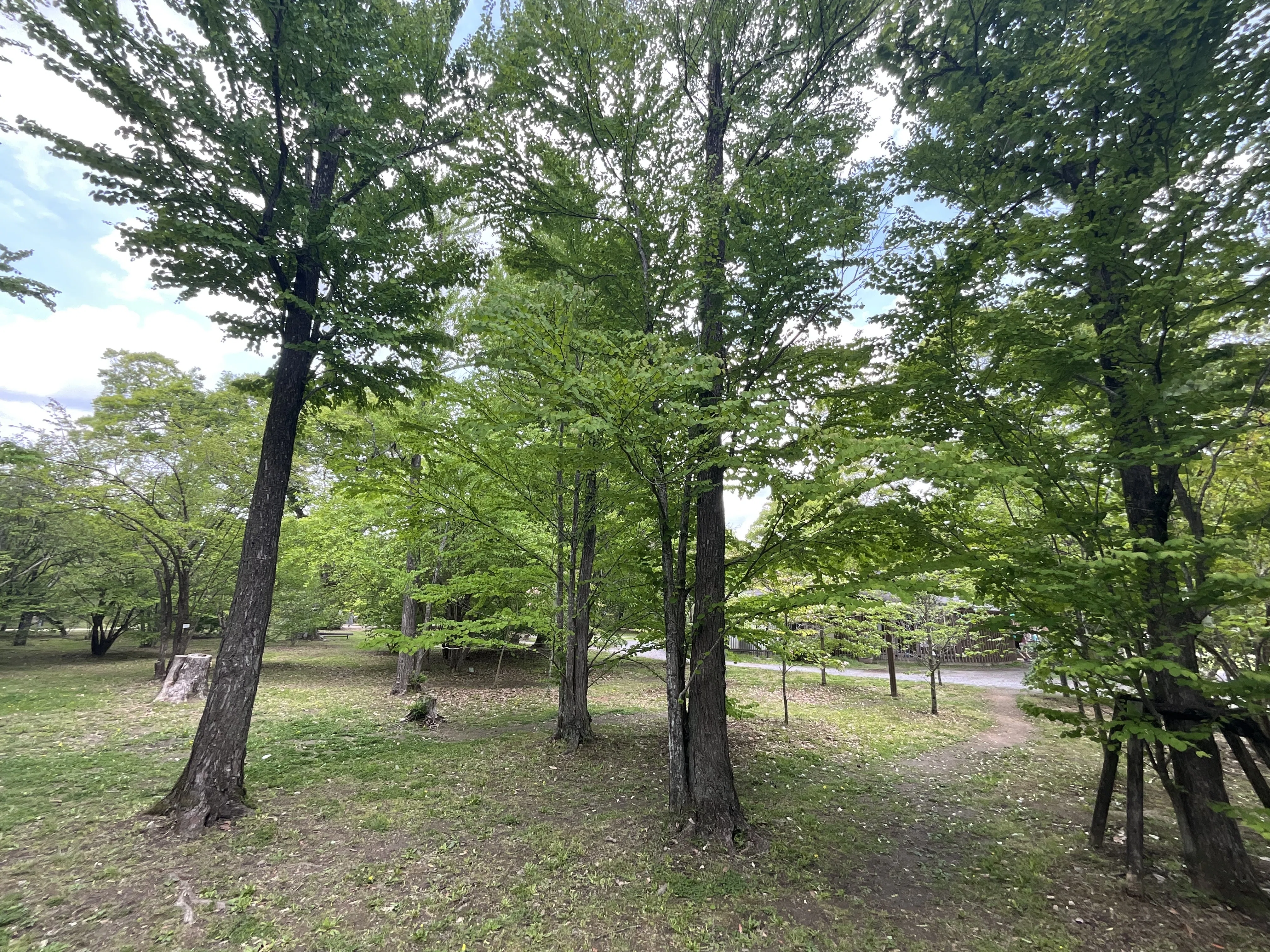 カツラ（京都府立植物園）No.38：2026年5月27日（水）｜藤井秀昭