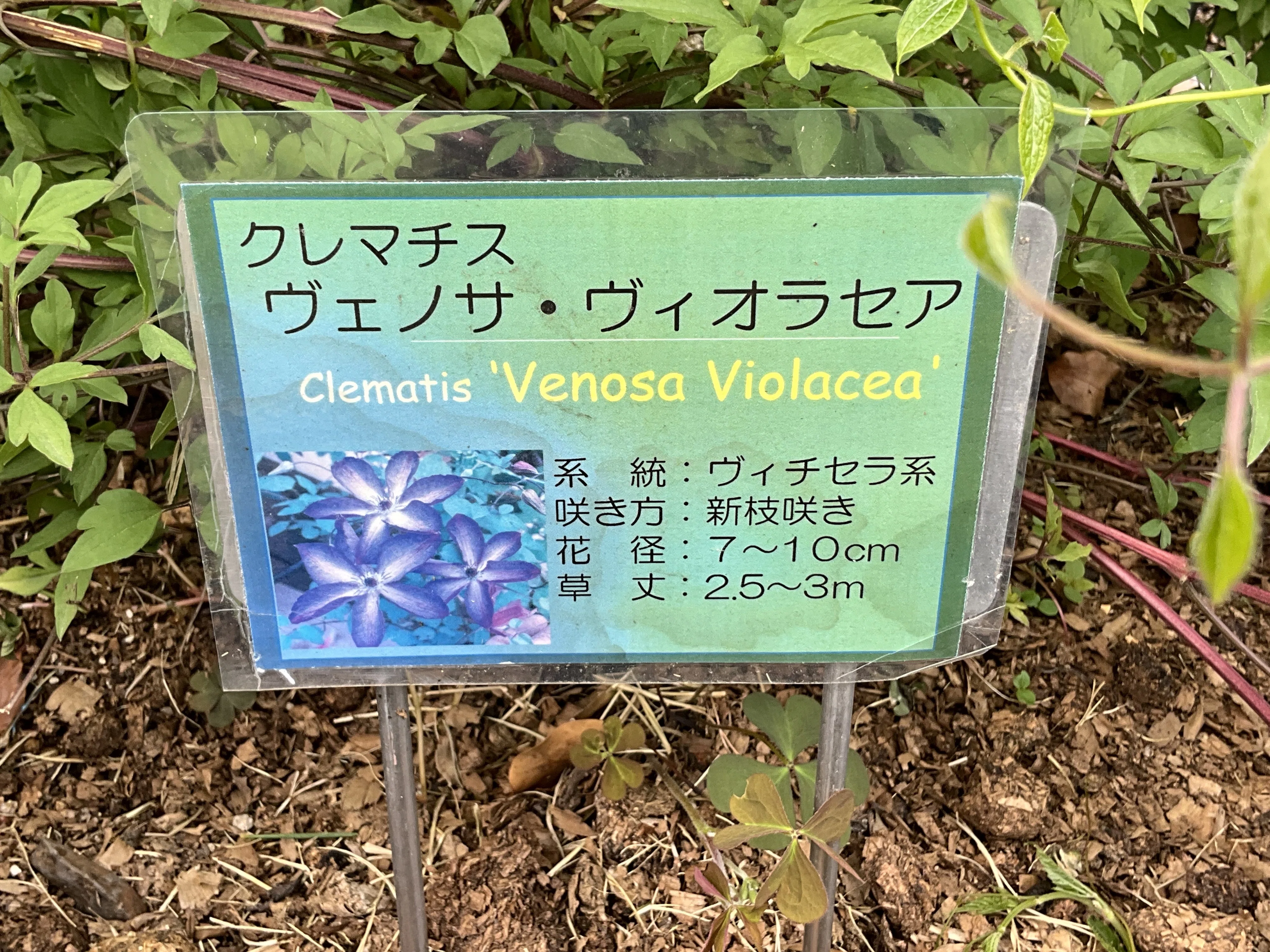 クレマチス 'ヴェノサ・ヴィオラセア'（京都府立植物園）：2026年4月29