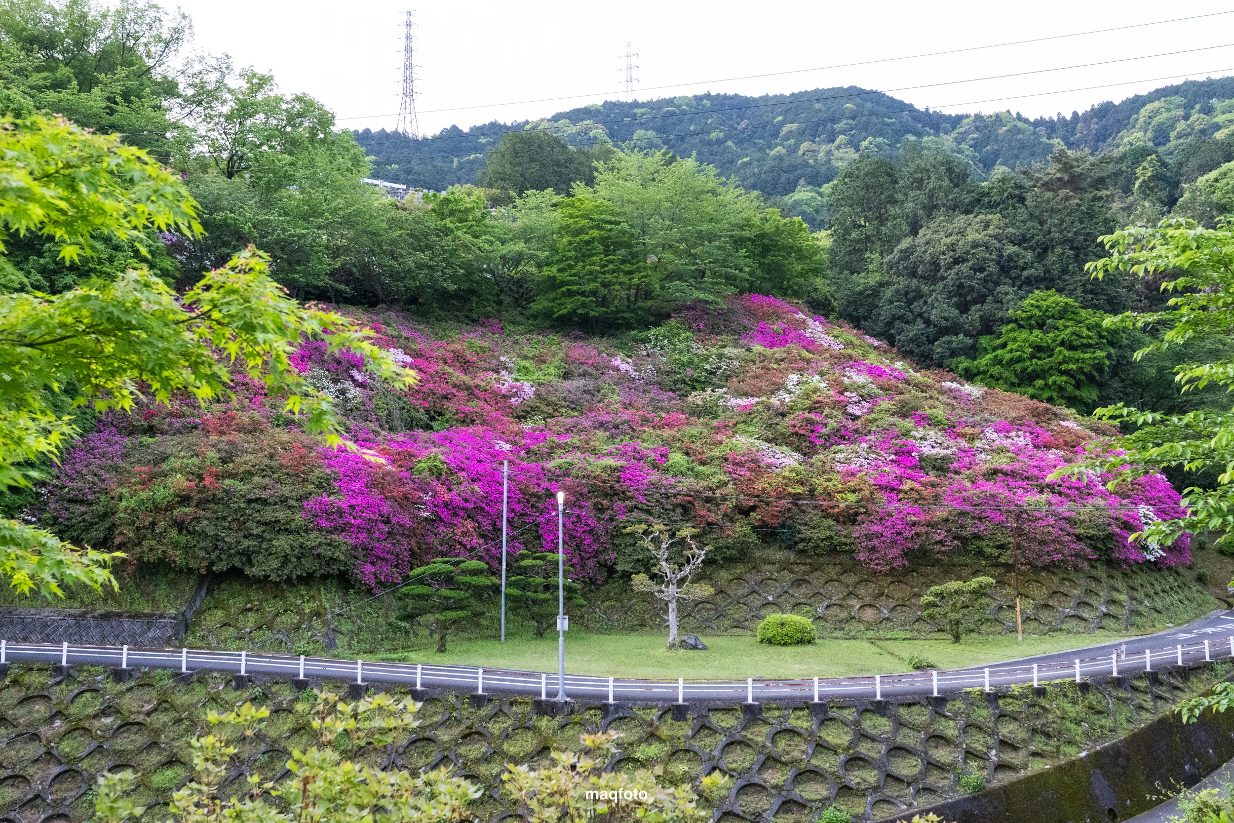 三島公園のツツジ｜真木隆司