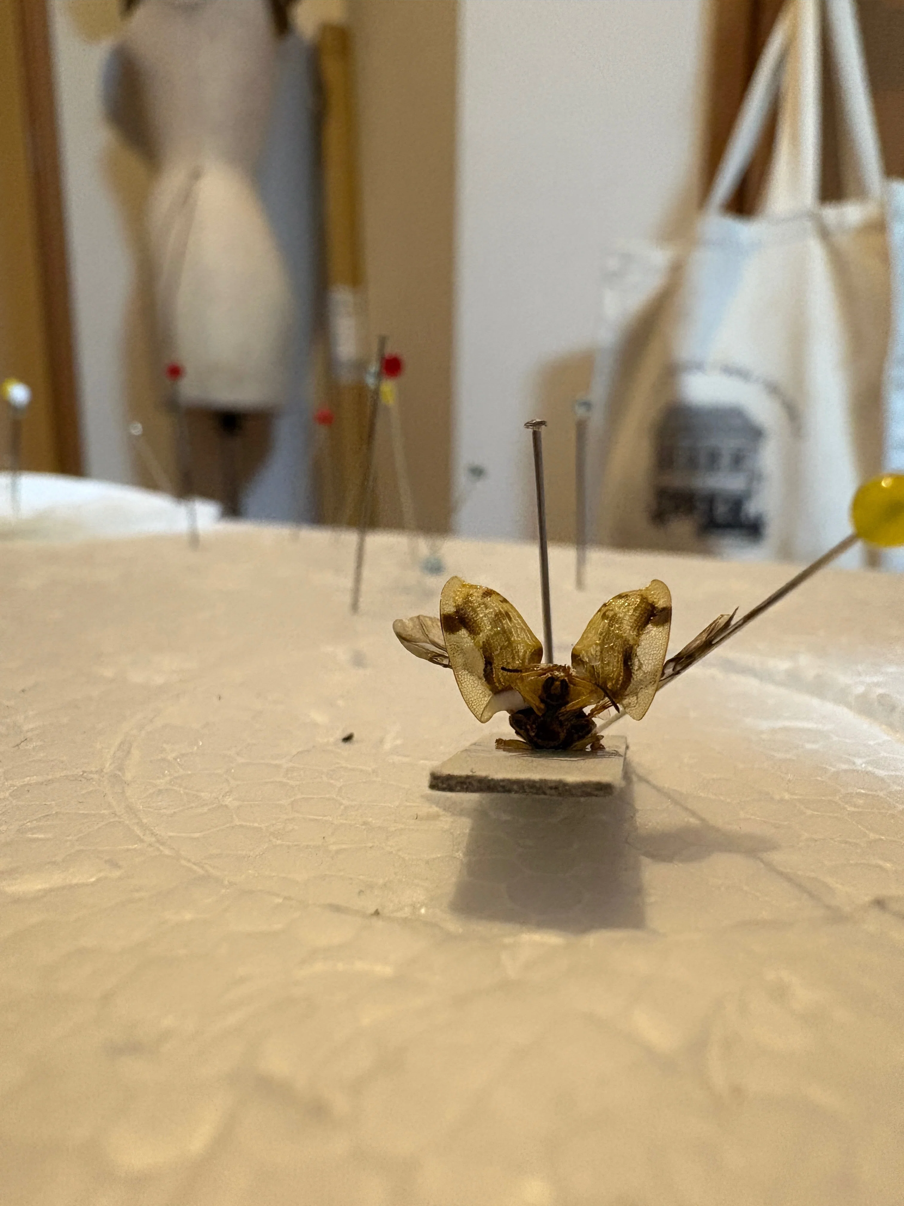 ⑪ジンガサハムシとシギゾウムシのライブ標本作り。｜ガク虫(学生の虫屋)