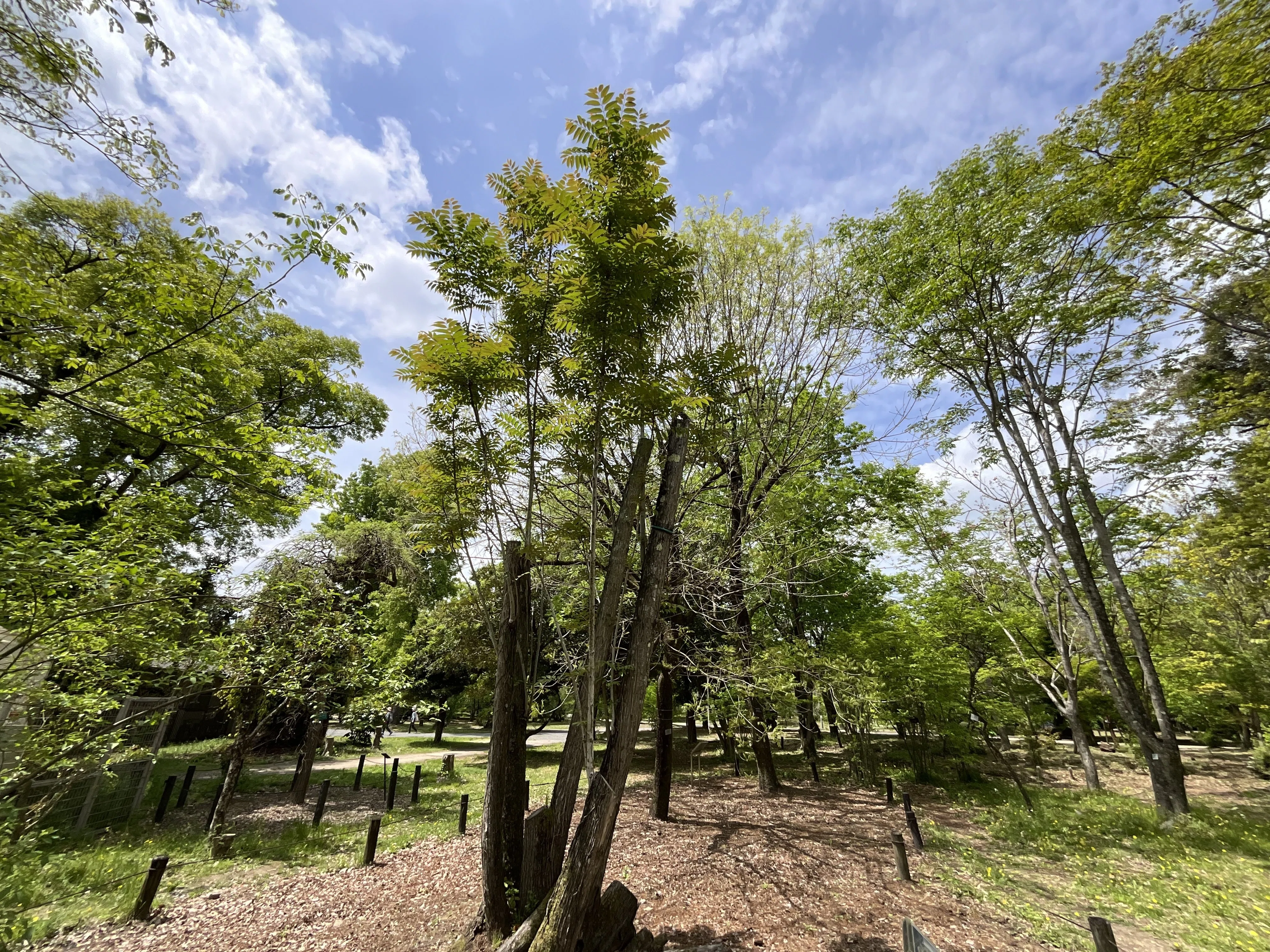 香椿（チャンチン）（京都府立植物園）No.79：2026年4月30日（木