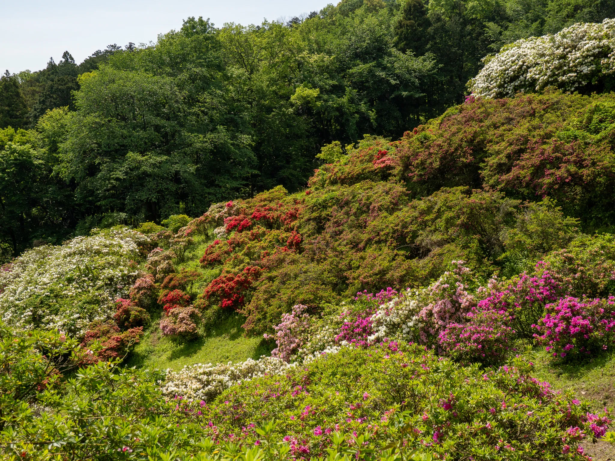 春の花を追いかける日は、心を整える日だった。五大尊つつじ祭りから