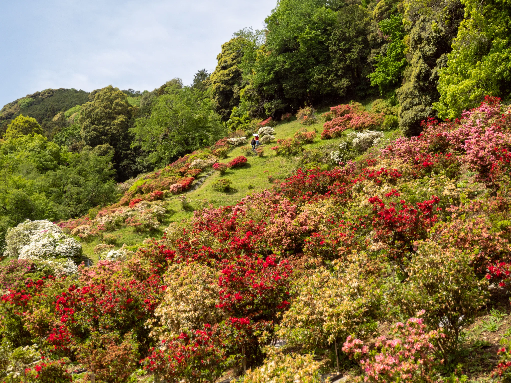 春の花を追いかける日は、心を整える日だった。五大尊つつじ祭りから