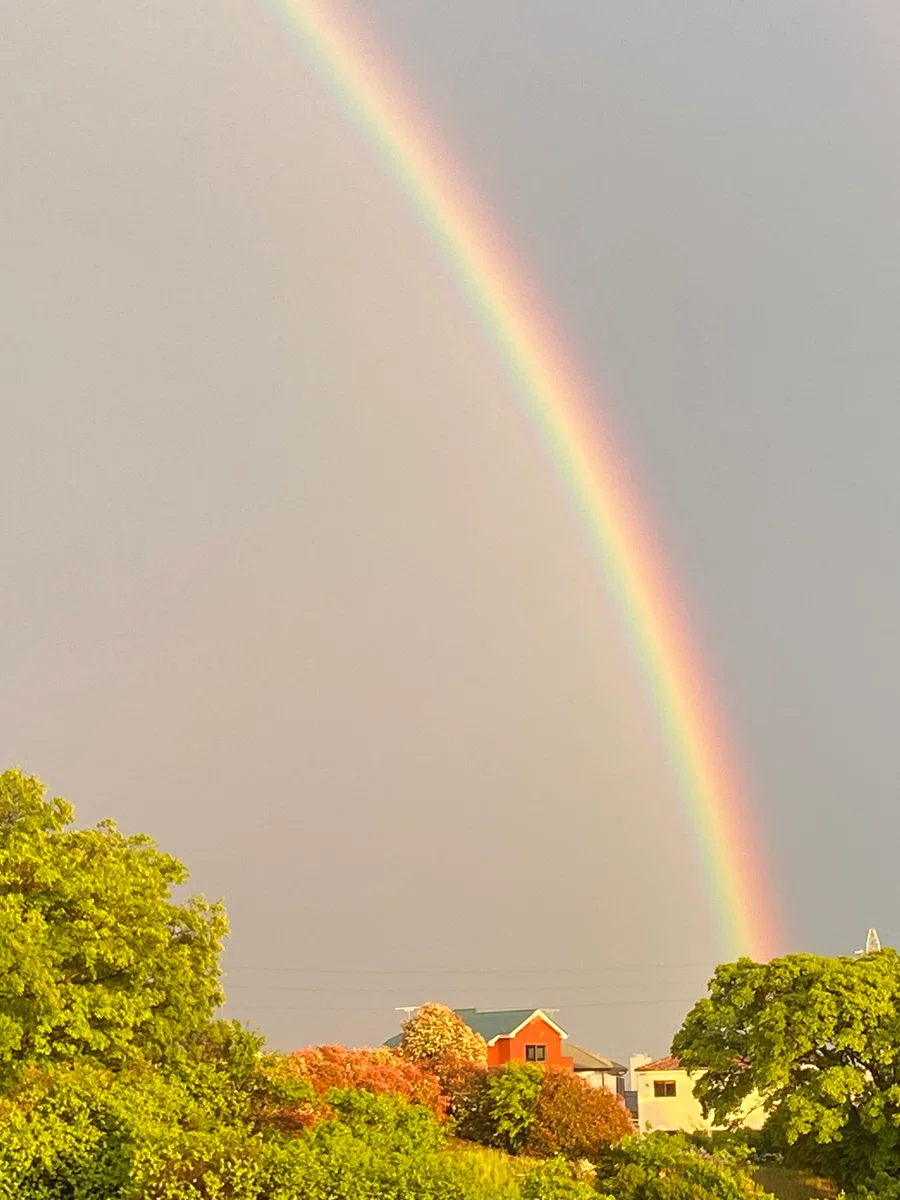 73 HAVE YOU EVER SEEN THE RAINBOW?｜NEKO SARU KAZUTO