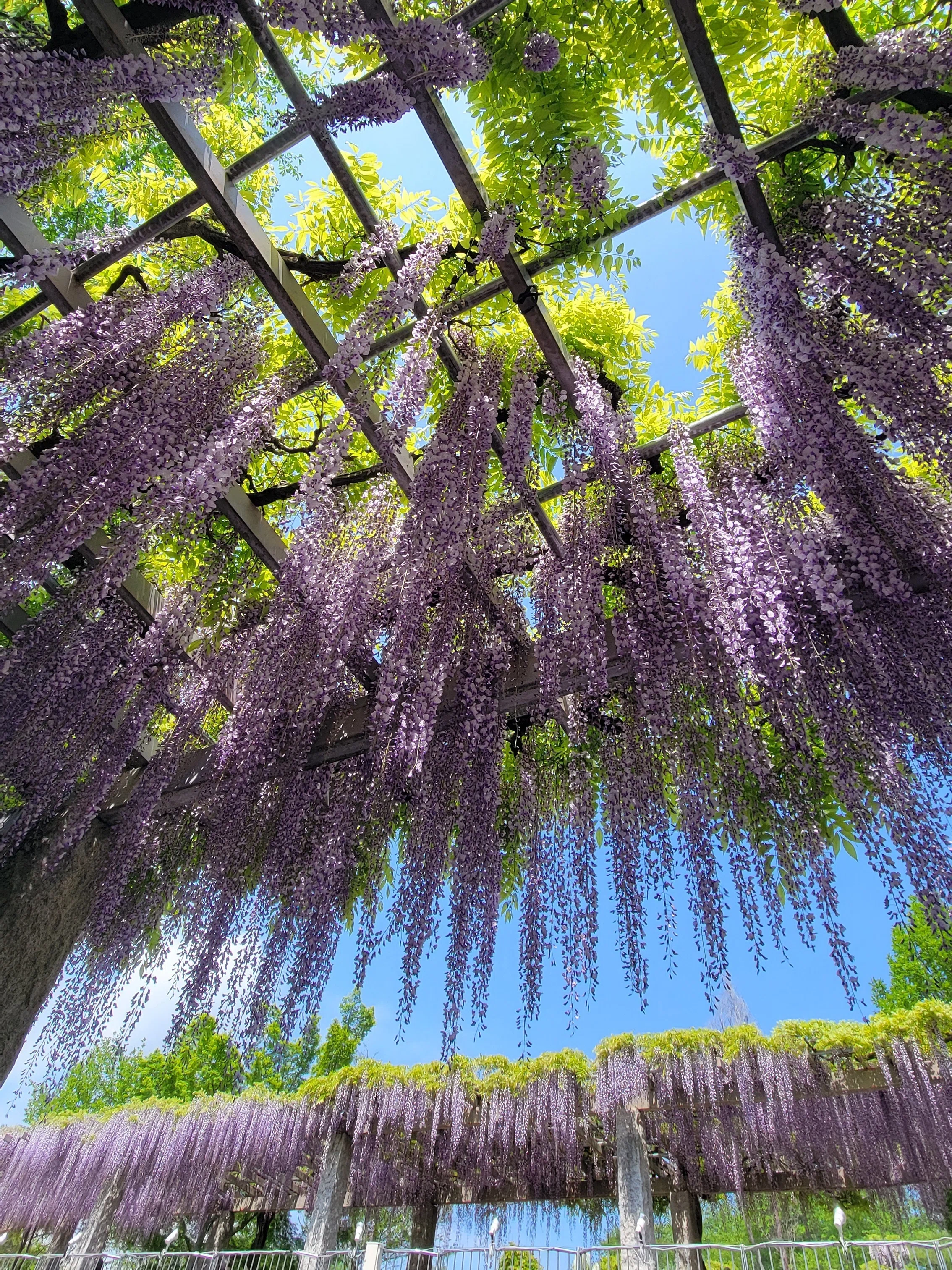 春の花、開花スピード速すぎ問題。藤とつつじを追いかけて群馬まで