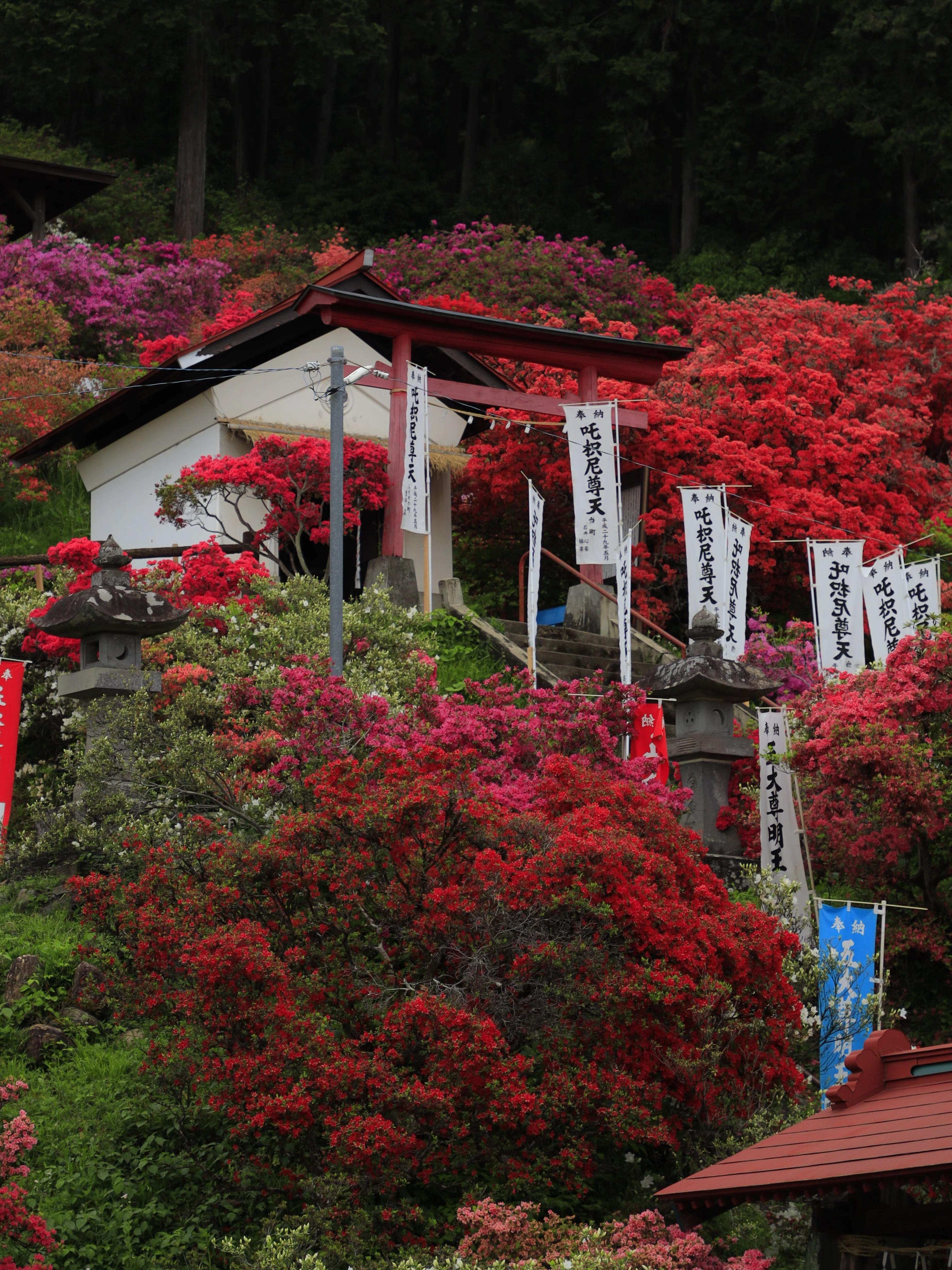 春の花、開花スピード速すぎ問題。藤とつつじを追いかけて群馬まで