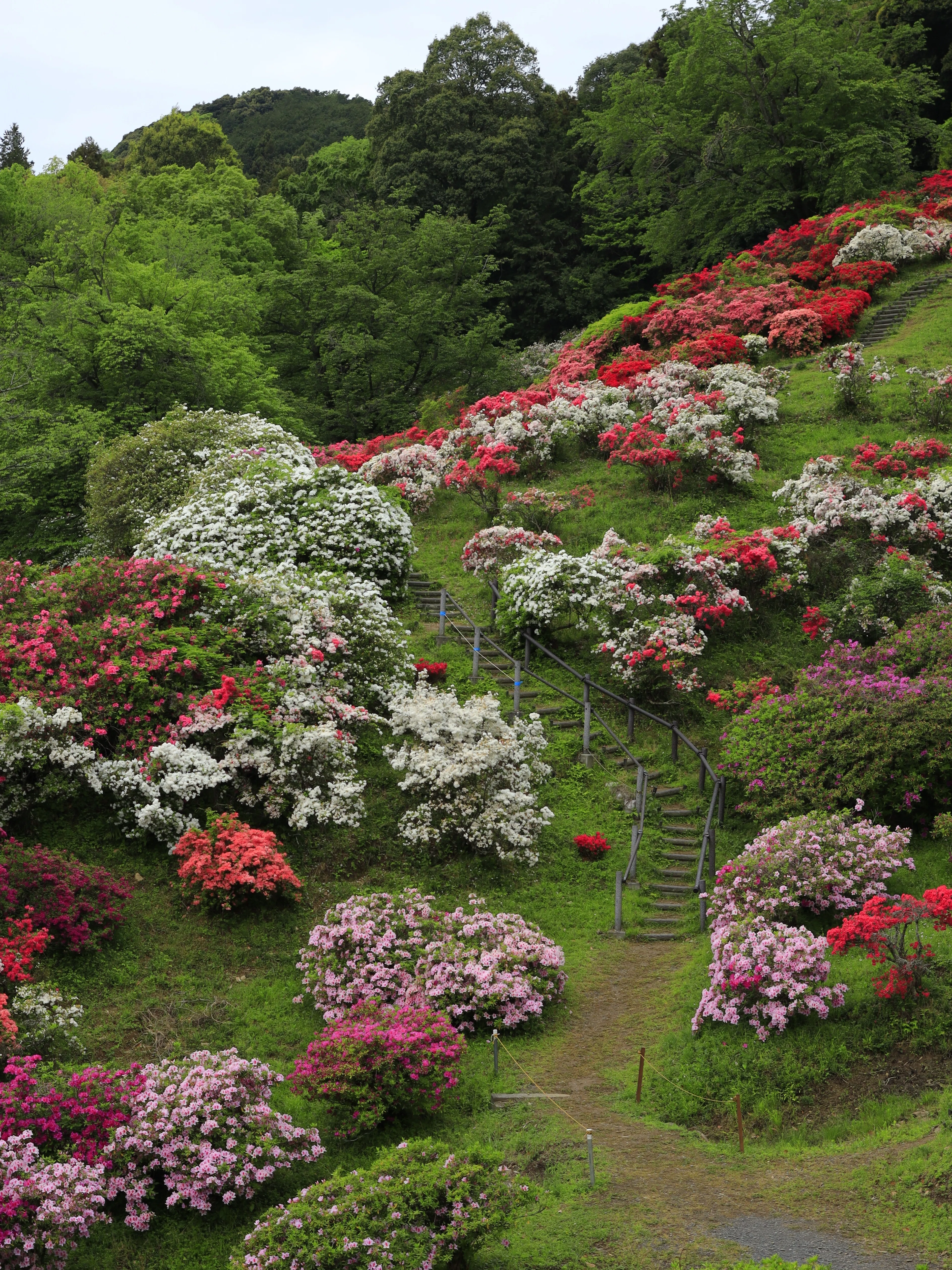春の花、開花スピード速すぎ問題。藤とつつじを追いかけて群馬まで