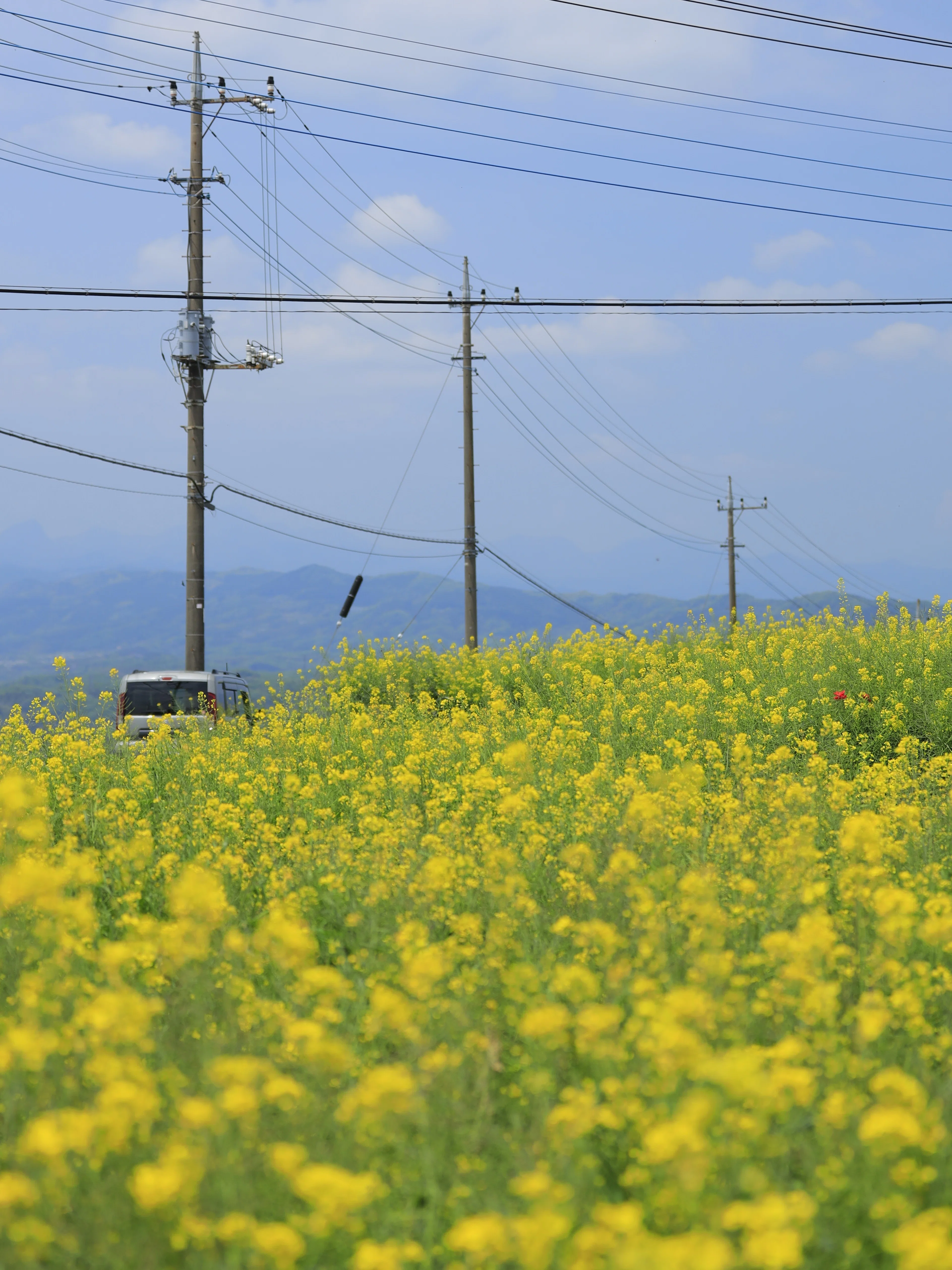 春の花、開花スピード速すぎ問題。藤とつつじを追いかけて群馬まで